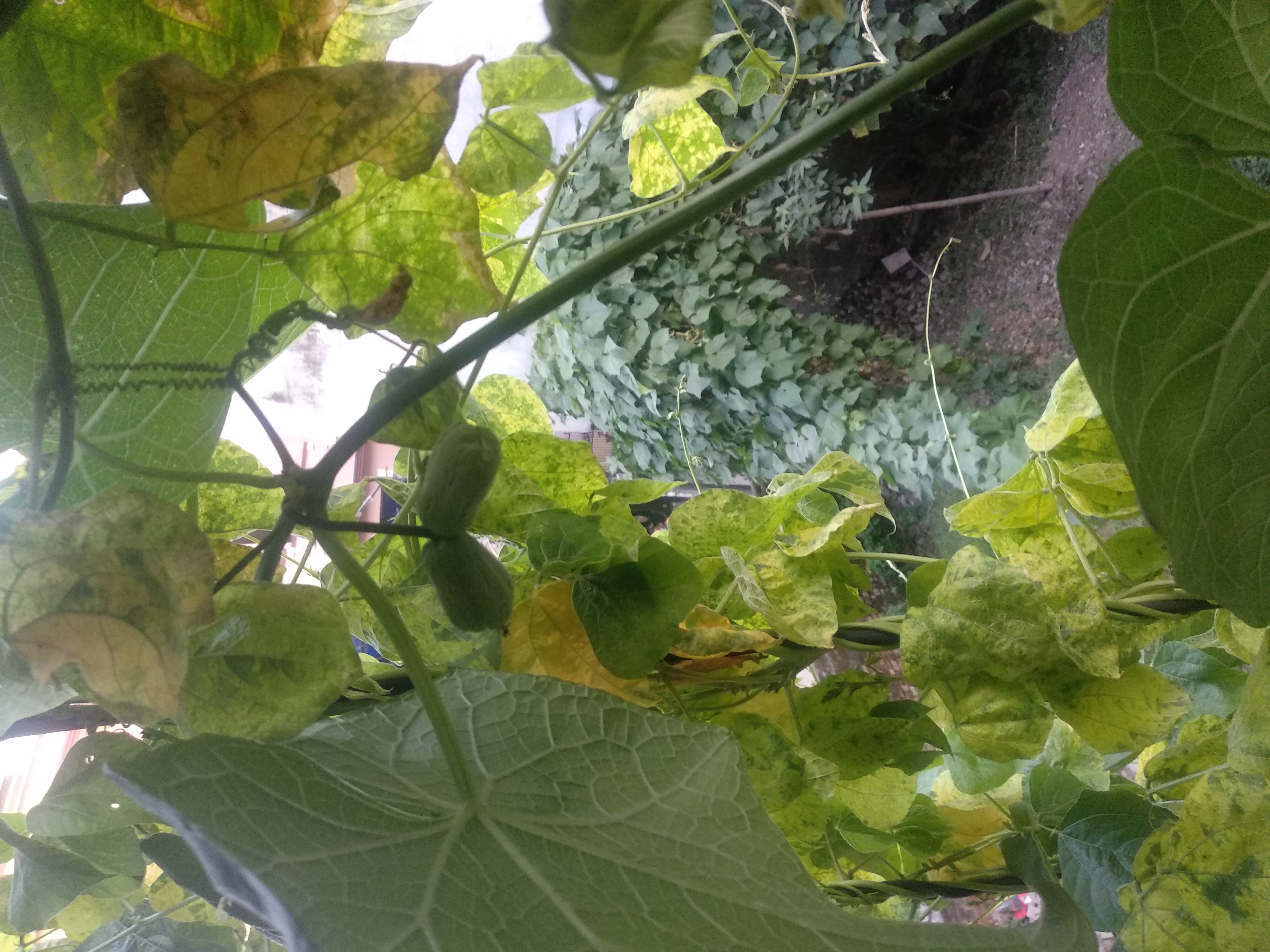 Baby Chayote fruits in the rooftop garden (Nepal)