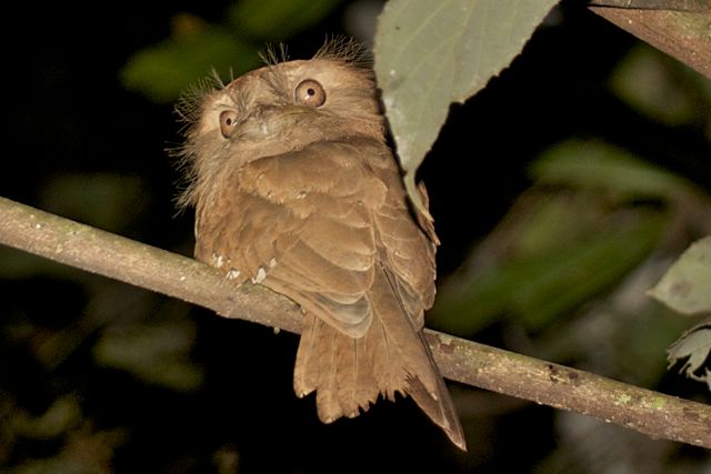 Ceylon Frogmouth (Sri Lankan Frogmouth), surroundings of Thattekad Bird Sanctuary