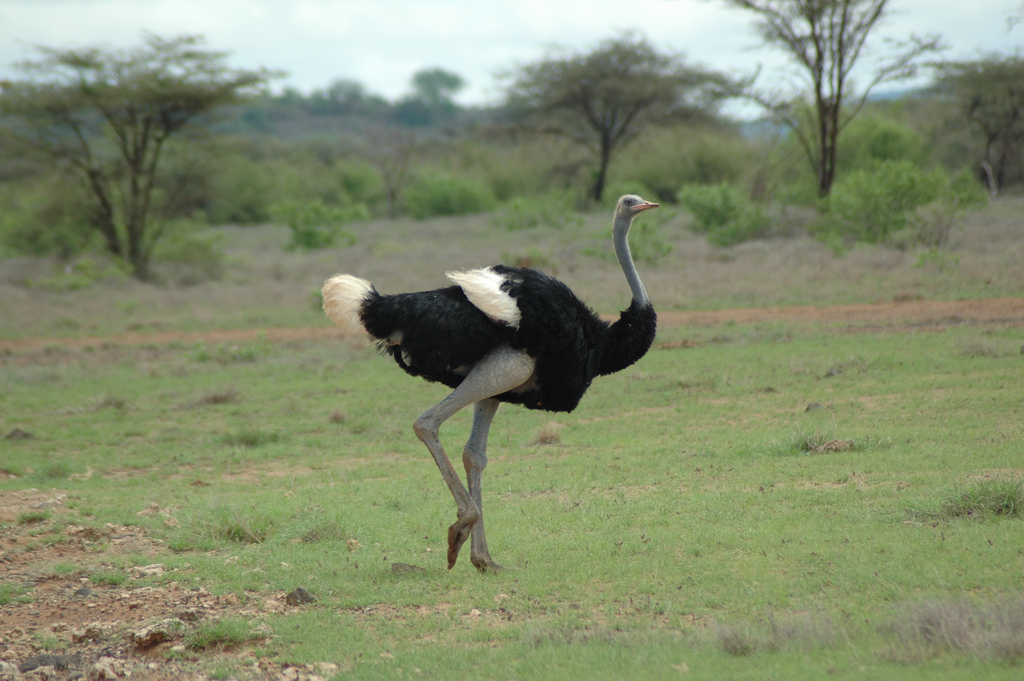 State Bird of Somaliland