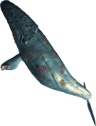 trout