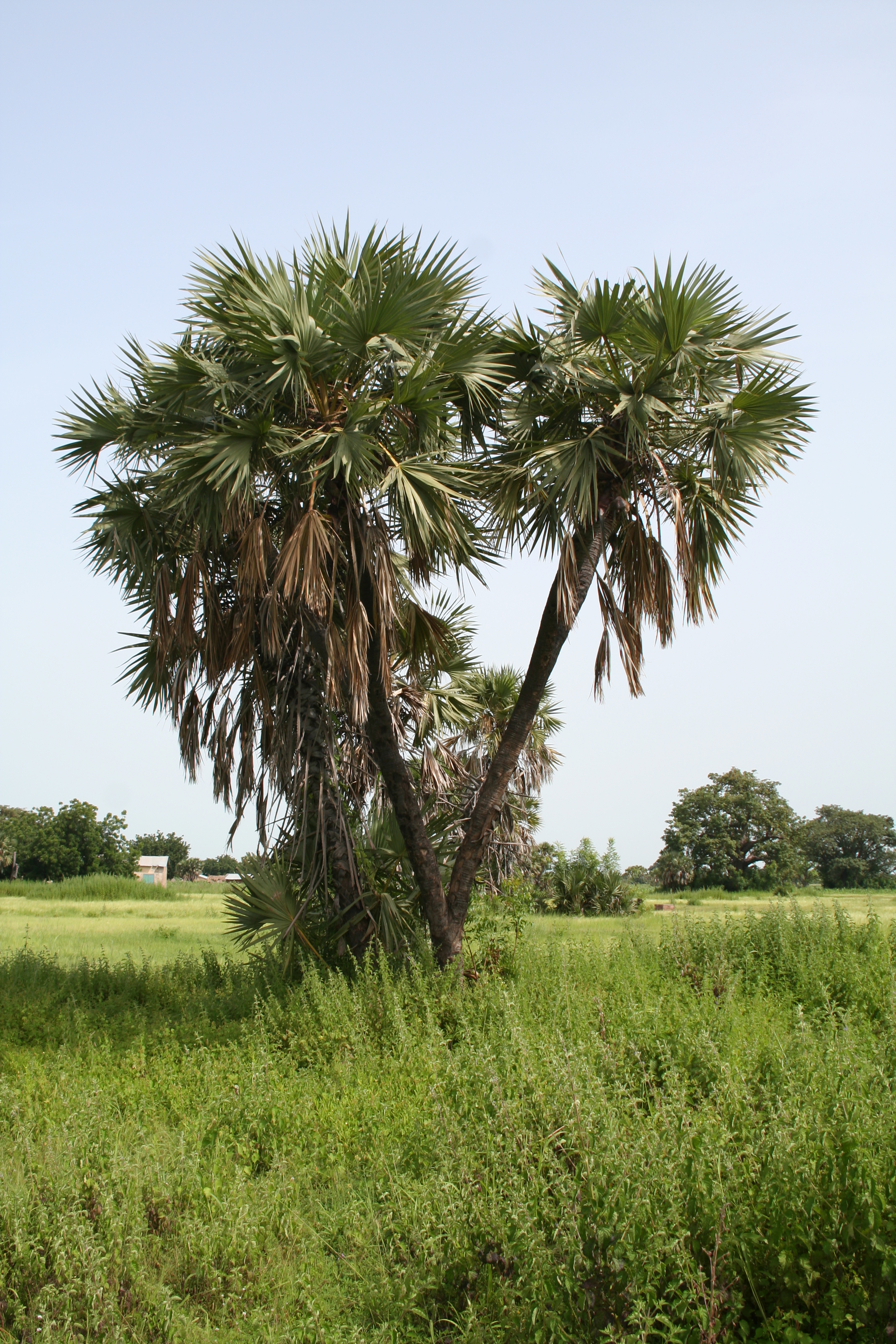 State Tree of Benin