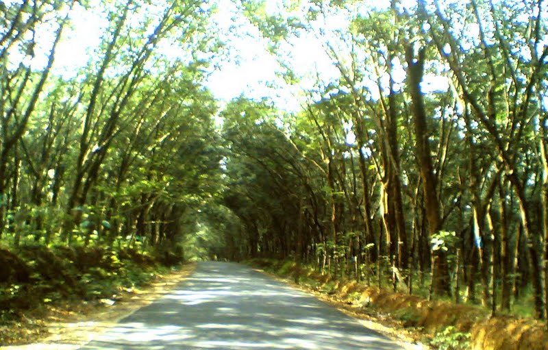 Thevannoor , Kavalakkapacha Road