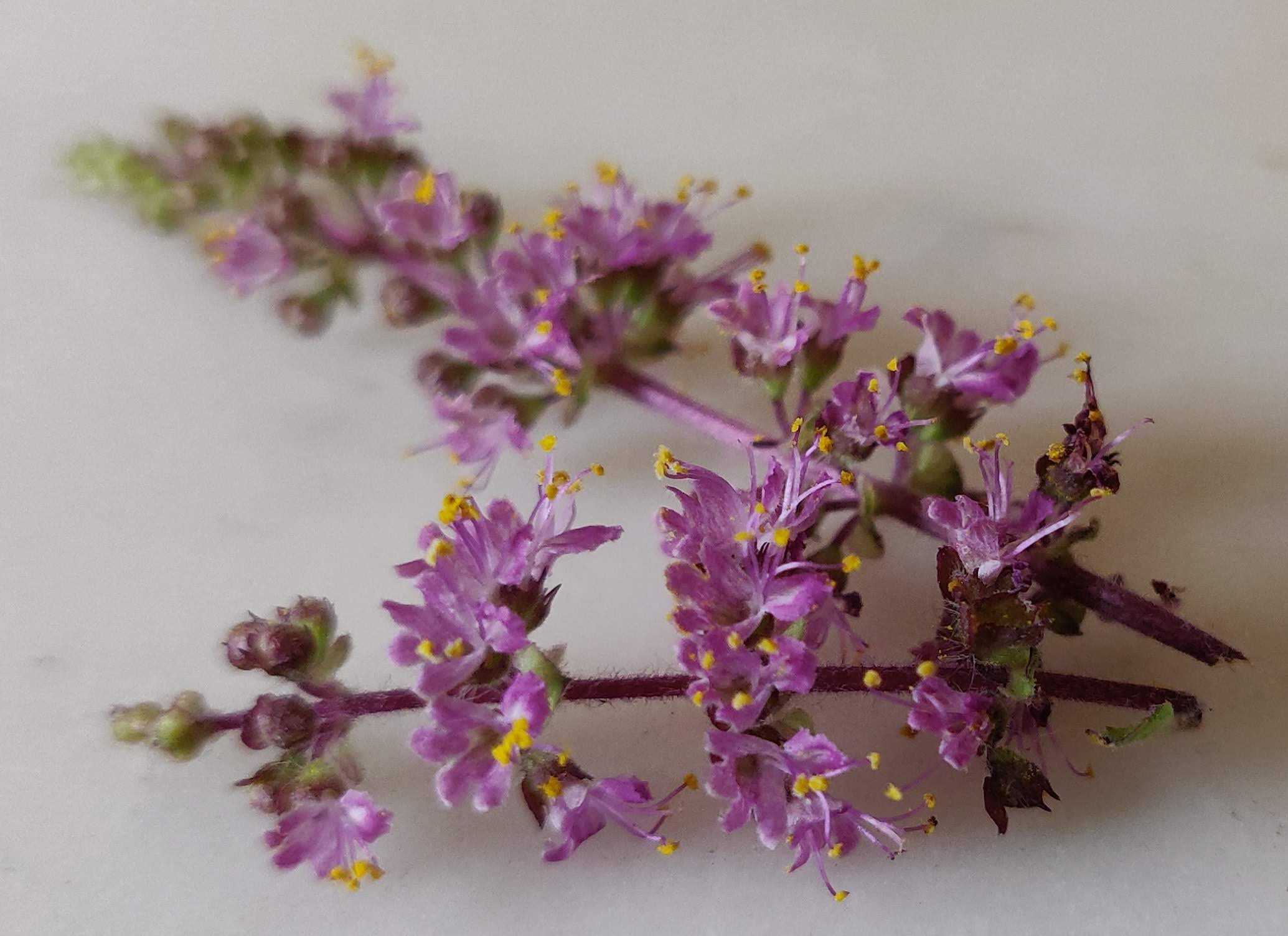 Tulsi Flowers, also known as Manjiri in Hindi