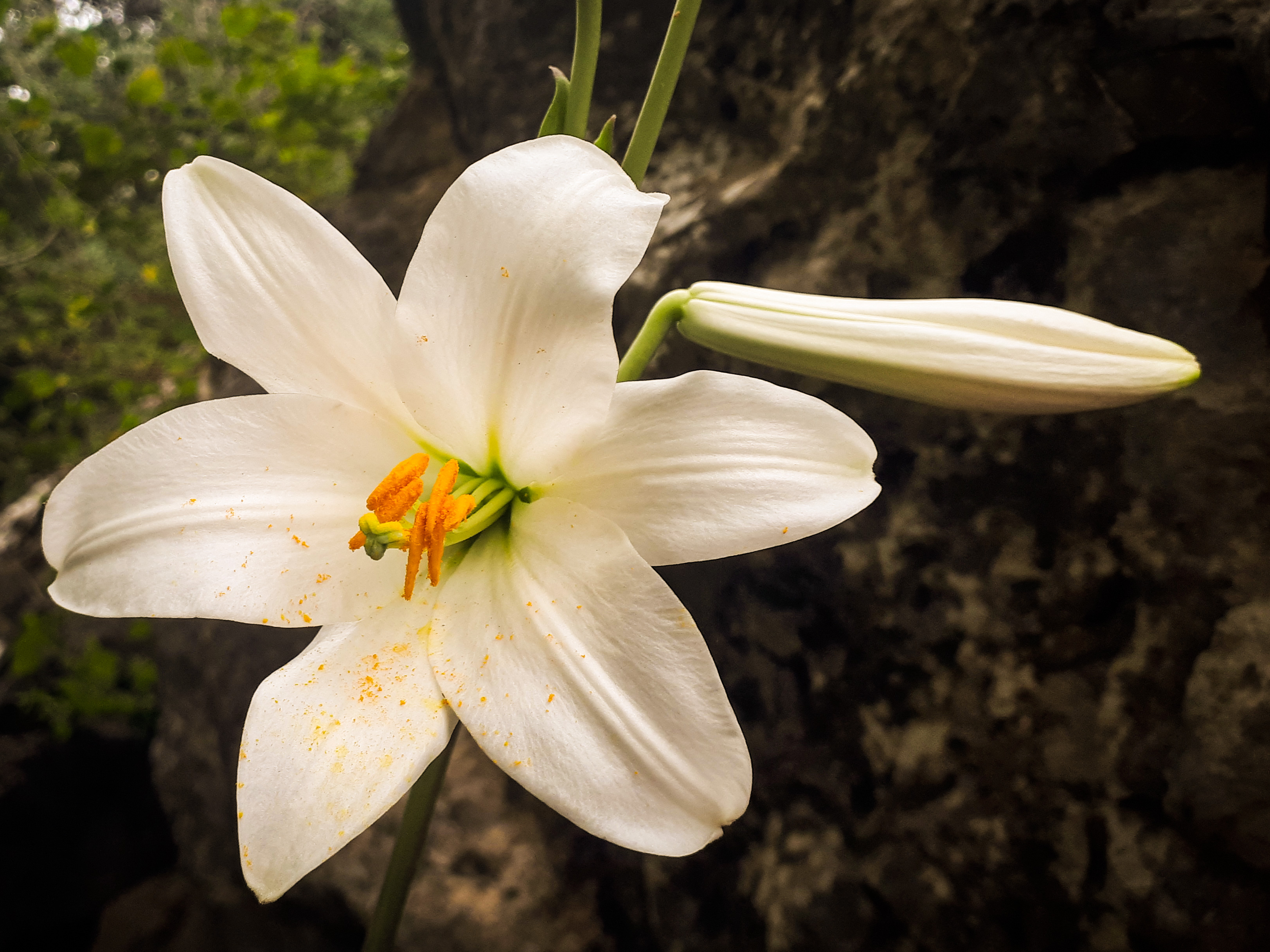 Flower of Madhya Praant (Hindustan)