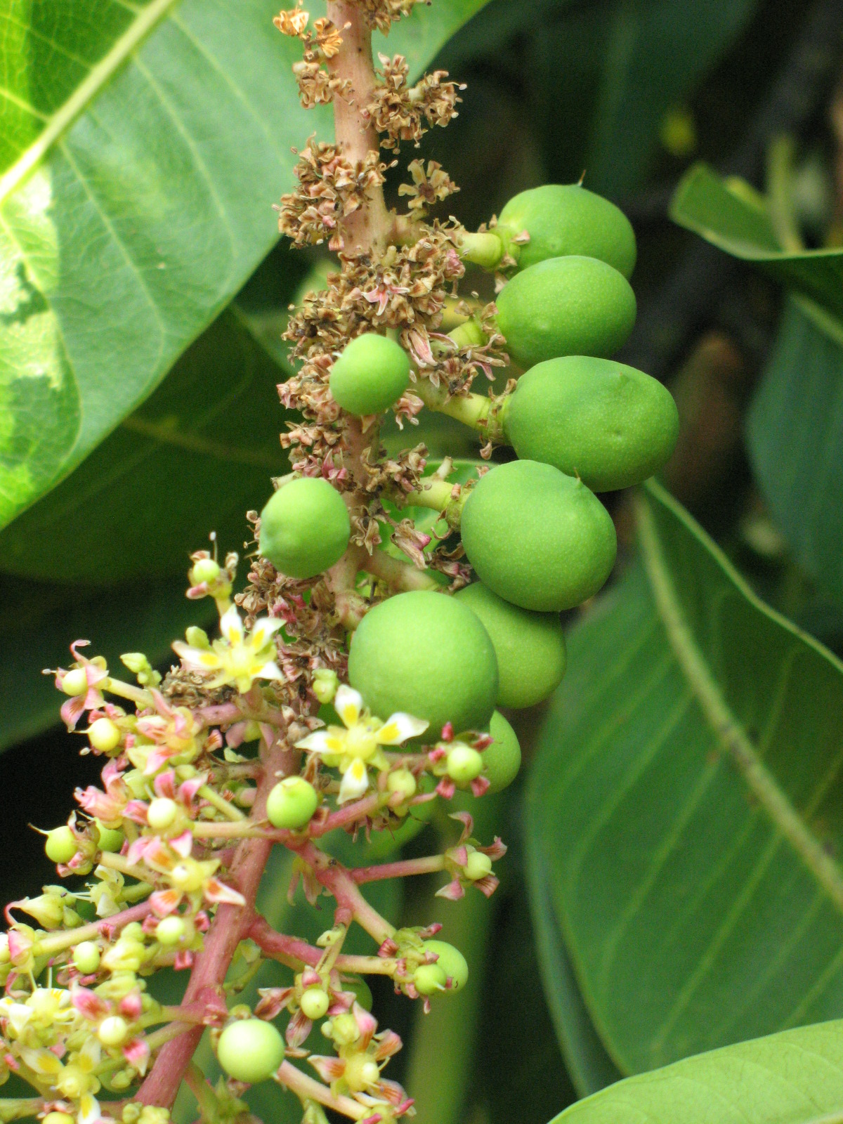 Flowers and immature fruits