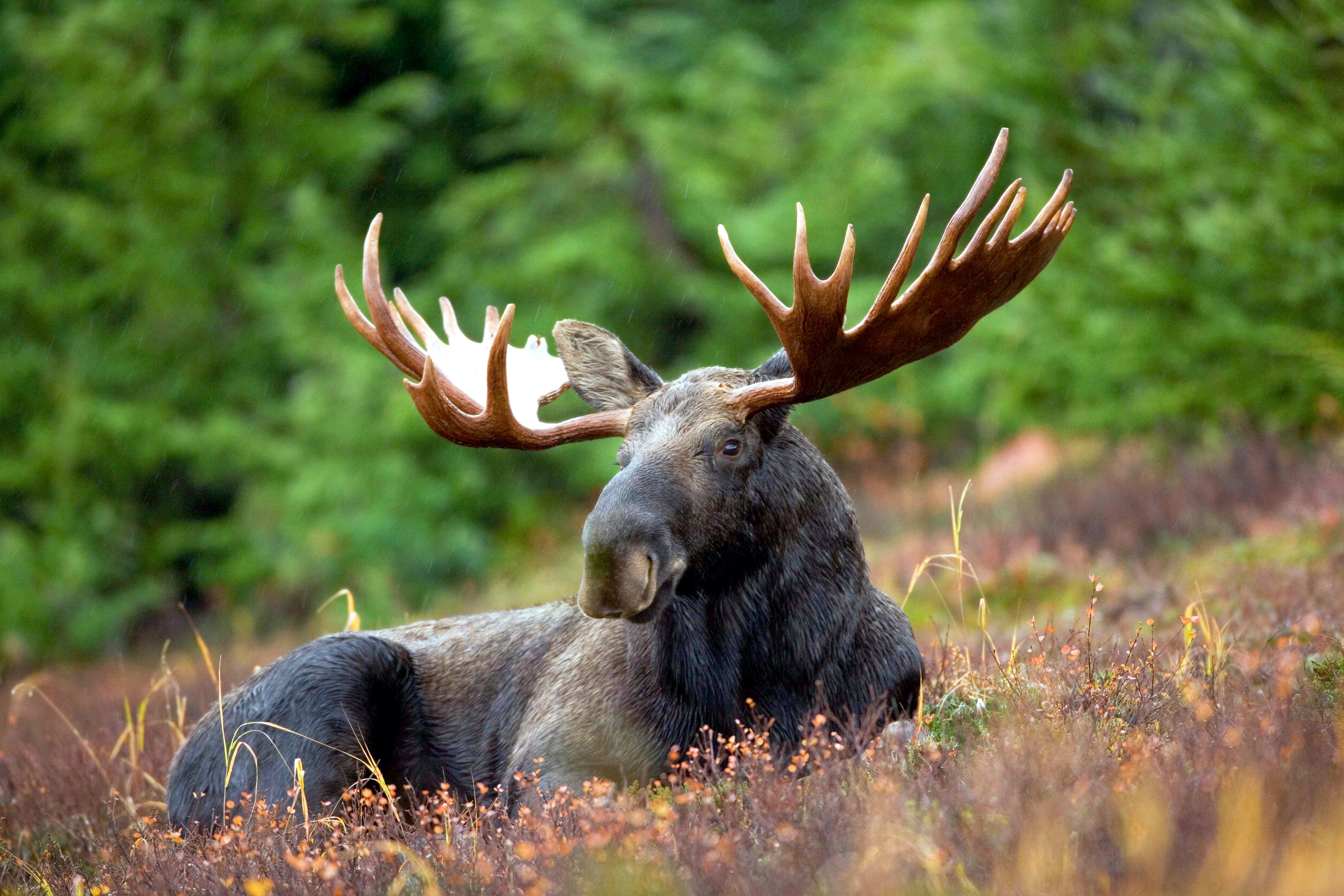 State Animal of Lithuania