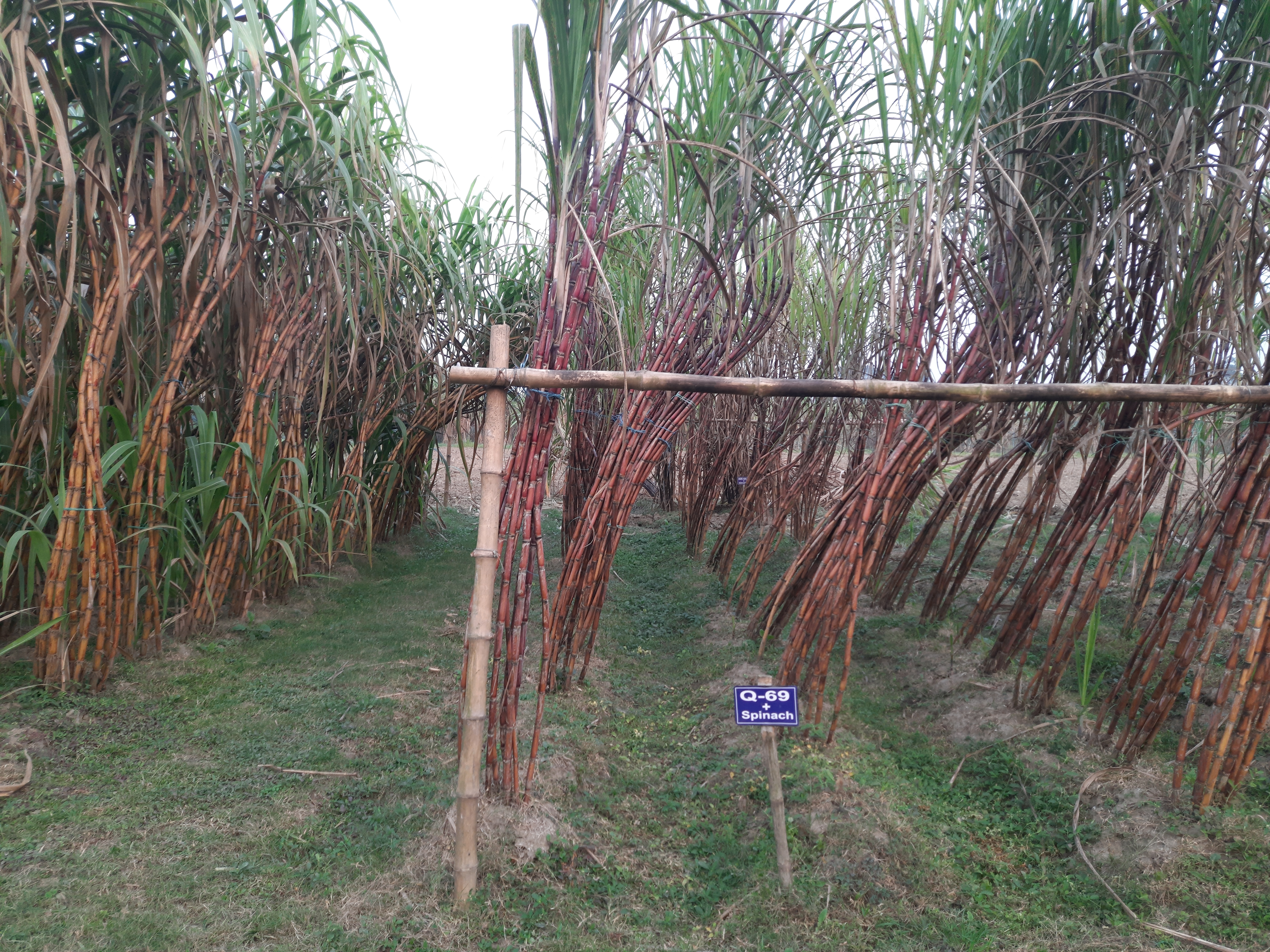 Sugarcane fields in BSRI