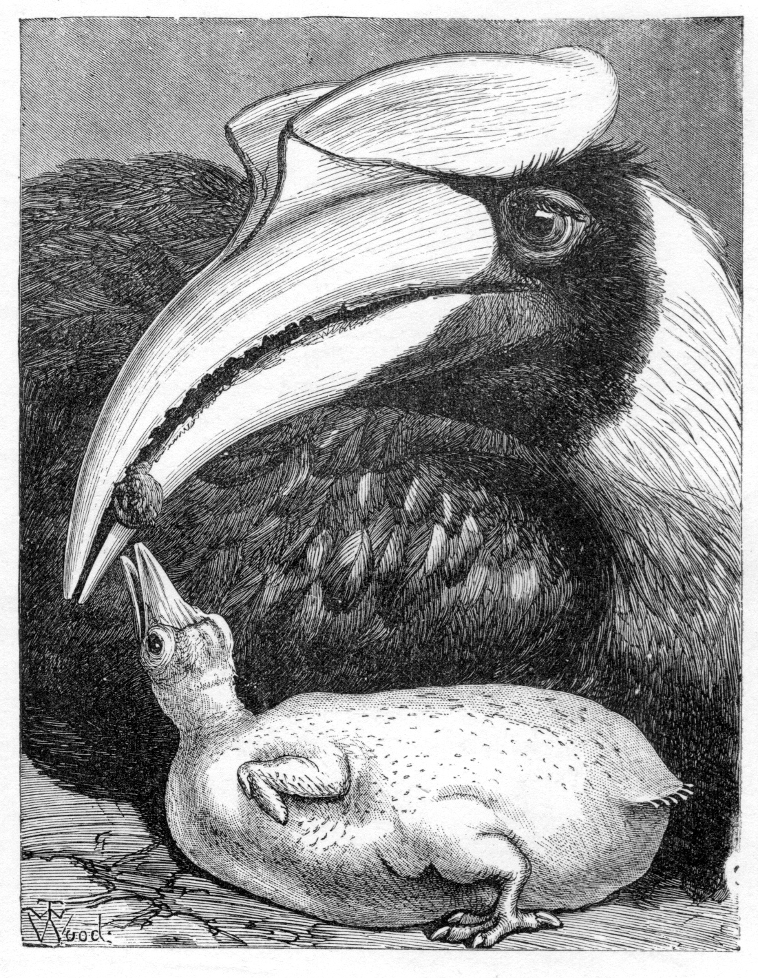Illustration by T. W. Wood showing the eyelashes, worn bill edge and the concave casque with ridged sides