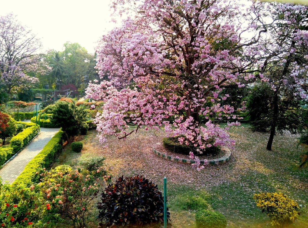 NIMHANS Central Garden