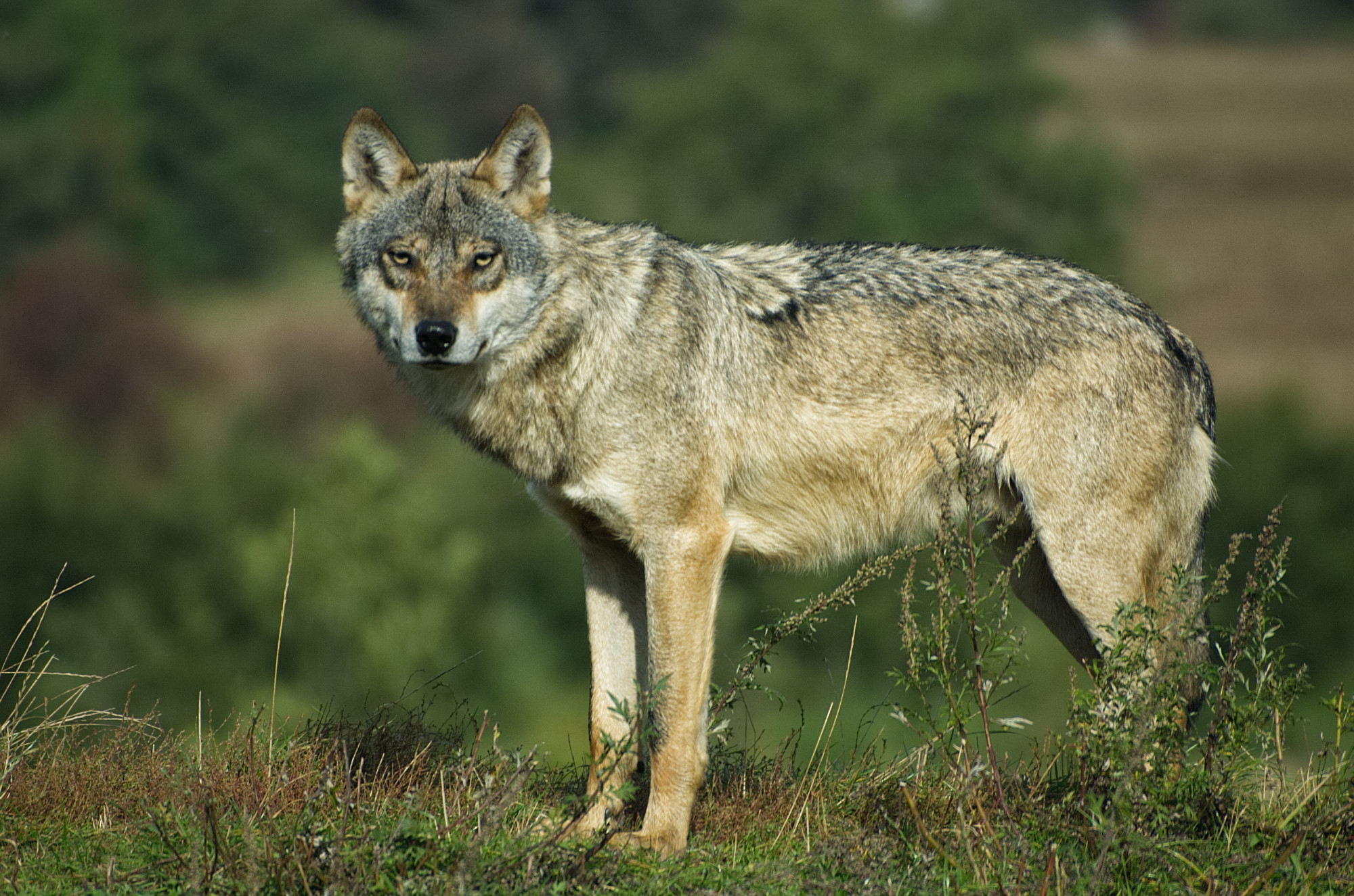 State Animal of the Serbian Republic