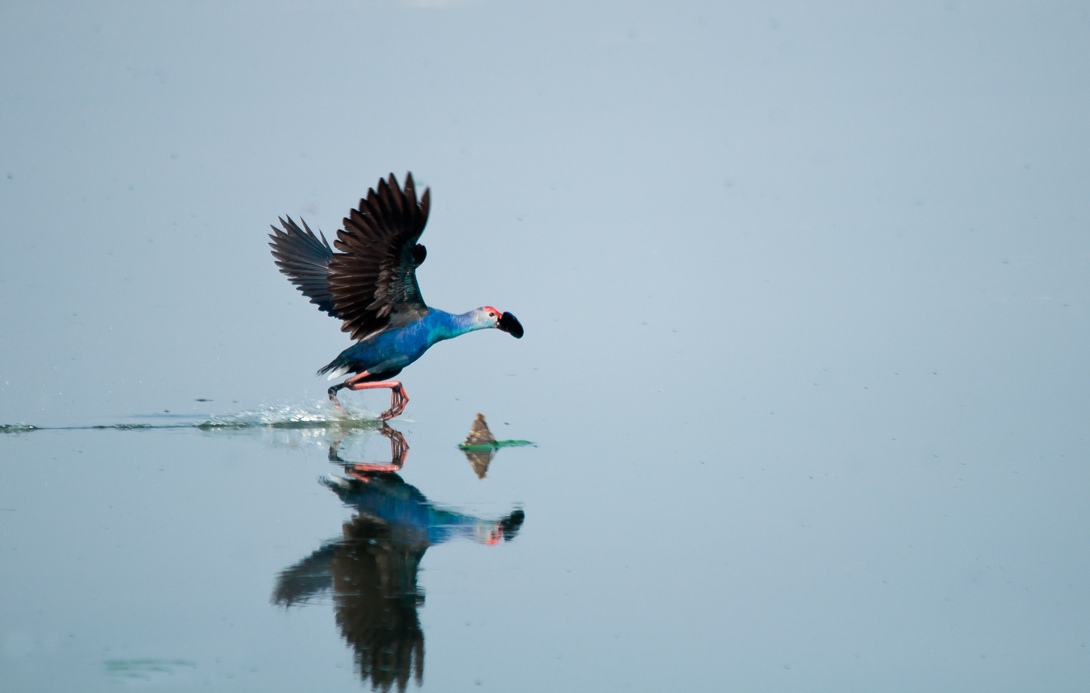 Purple swamphen Porphyrio porphyrio