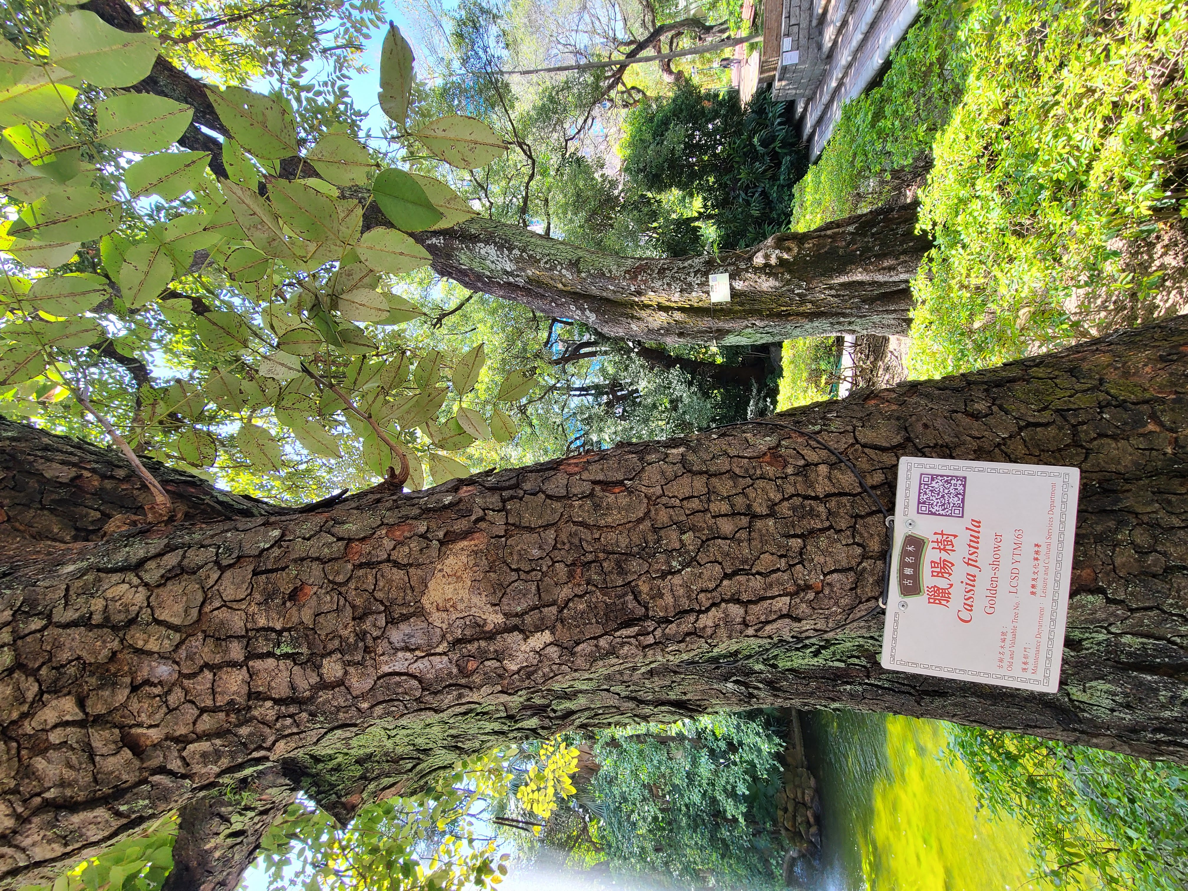 Bark in Hong Kong
