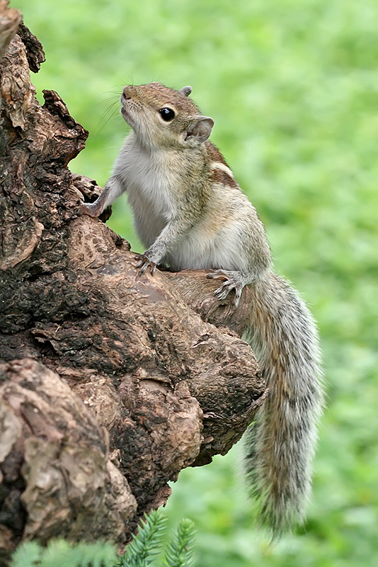 Animal of Puducherry (Hindustan)