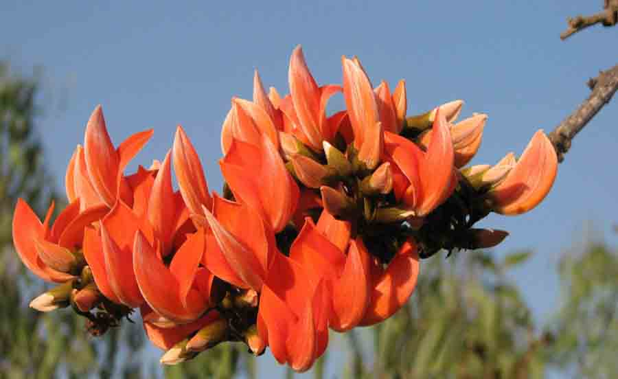 Provincial flower of Jharkhand