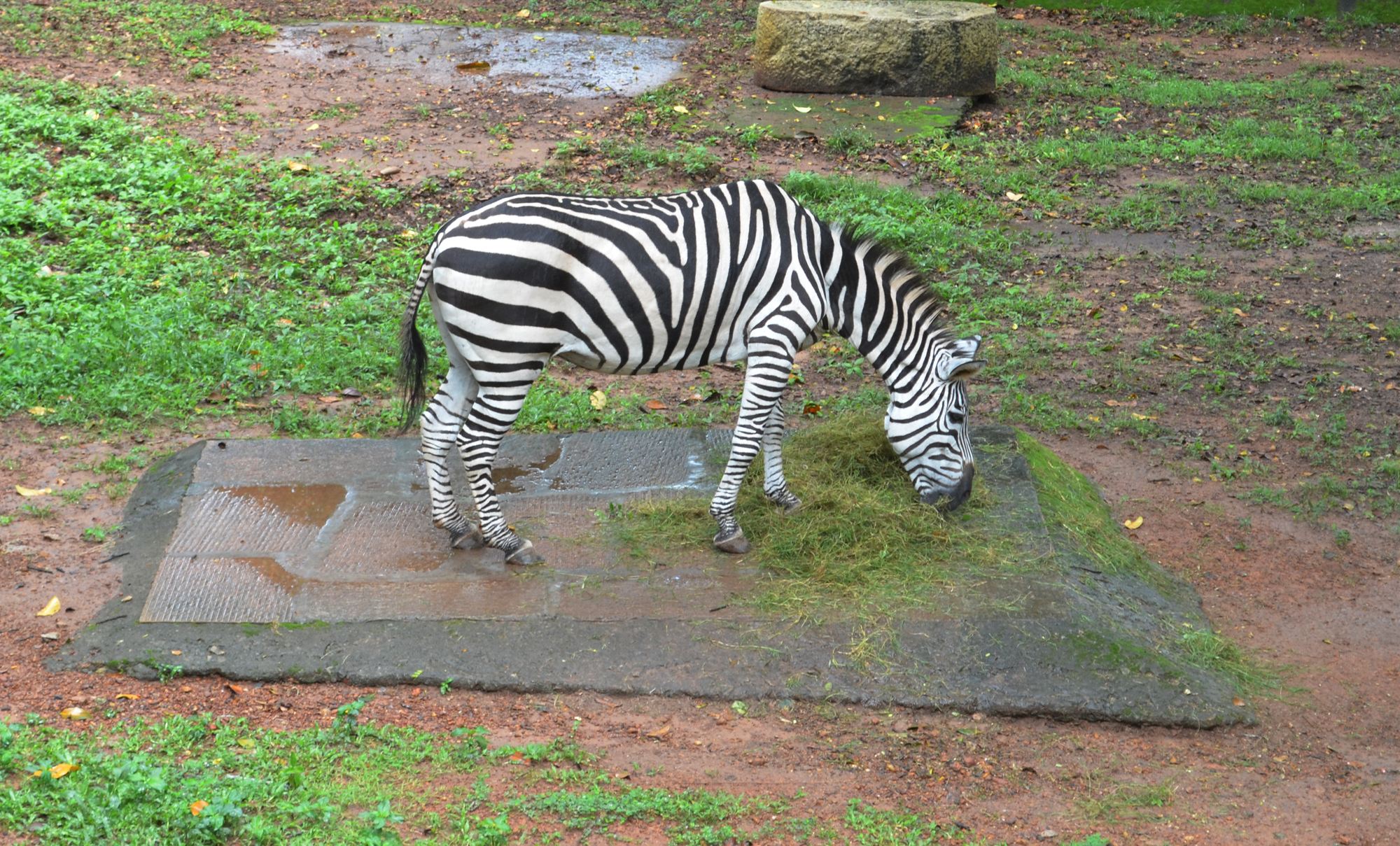 Zebra in the zoo (died in 2014)