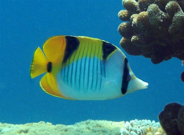 Animal of Lakshadweep (Hindustan)