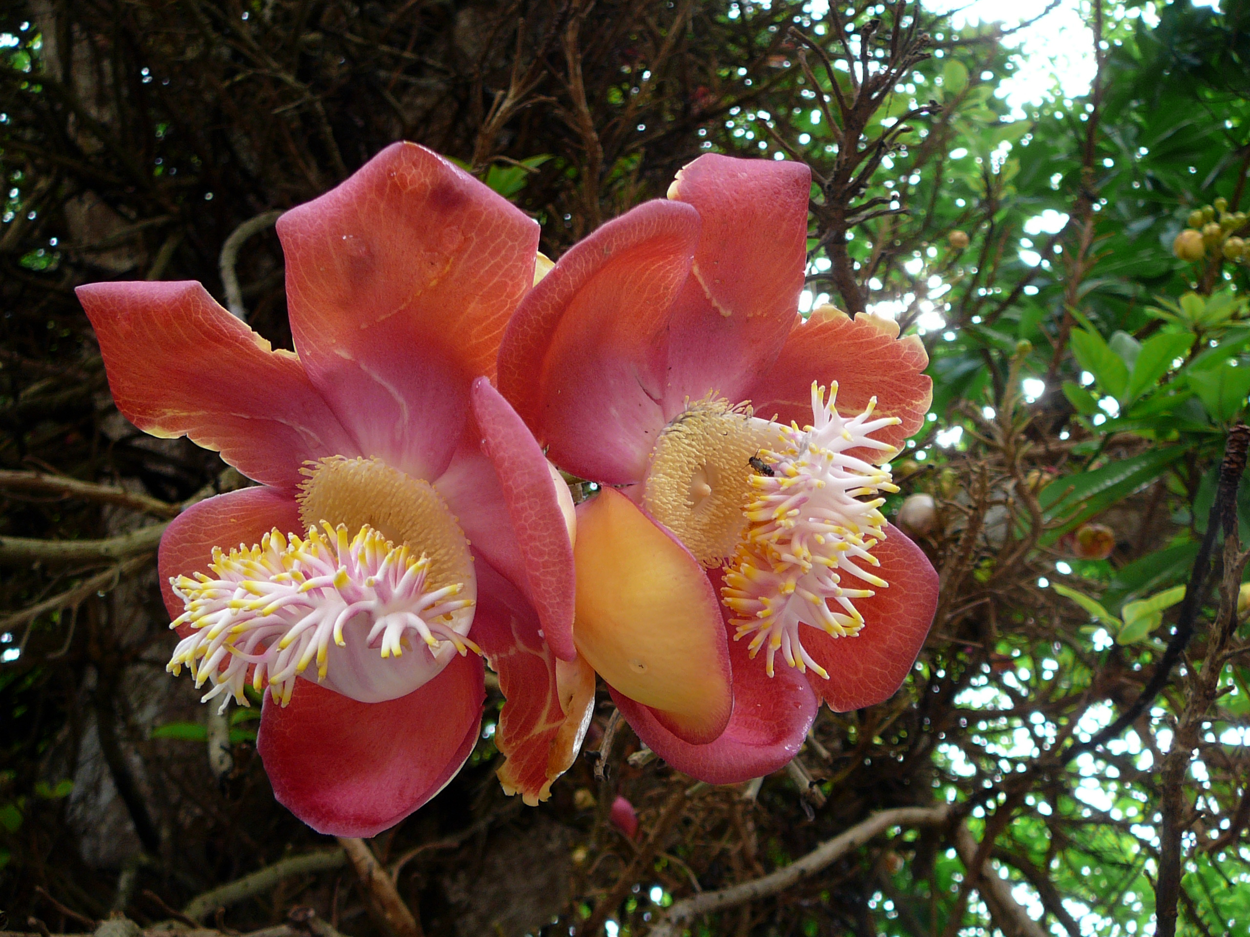 Canonball Flower P1030858.JPG