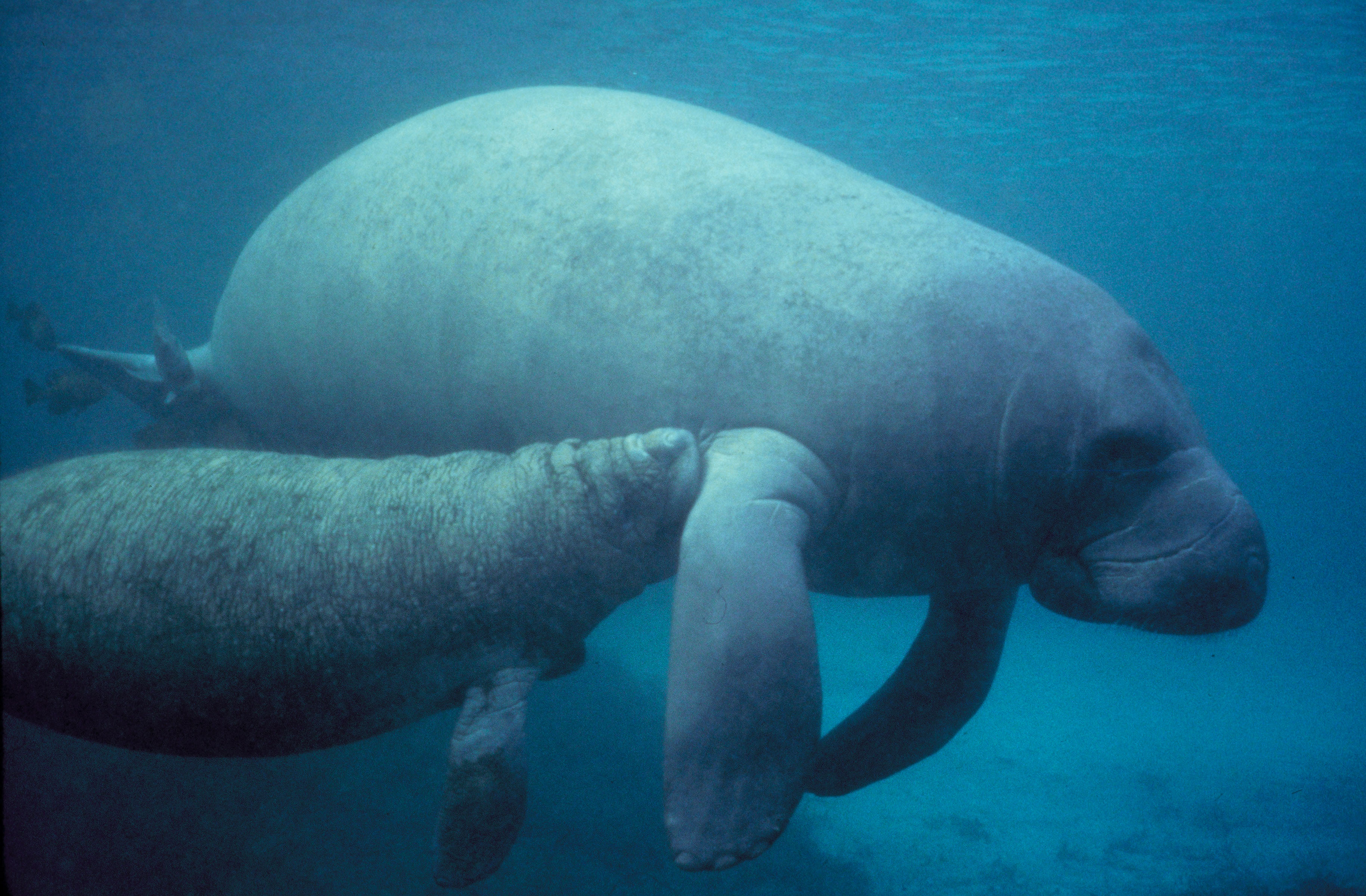 Manatee