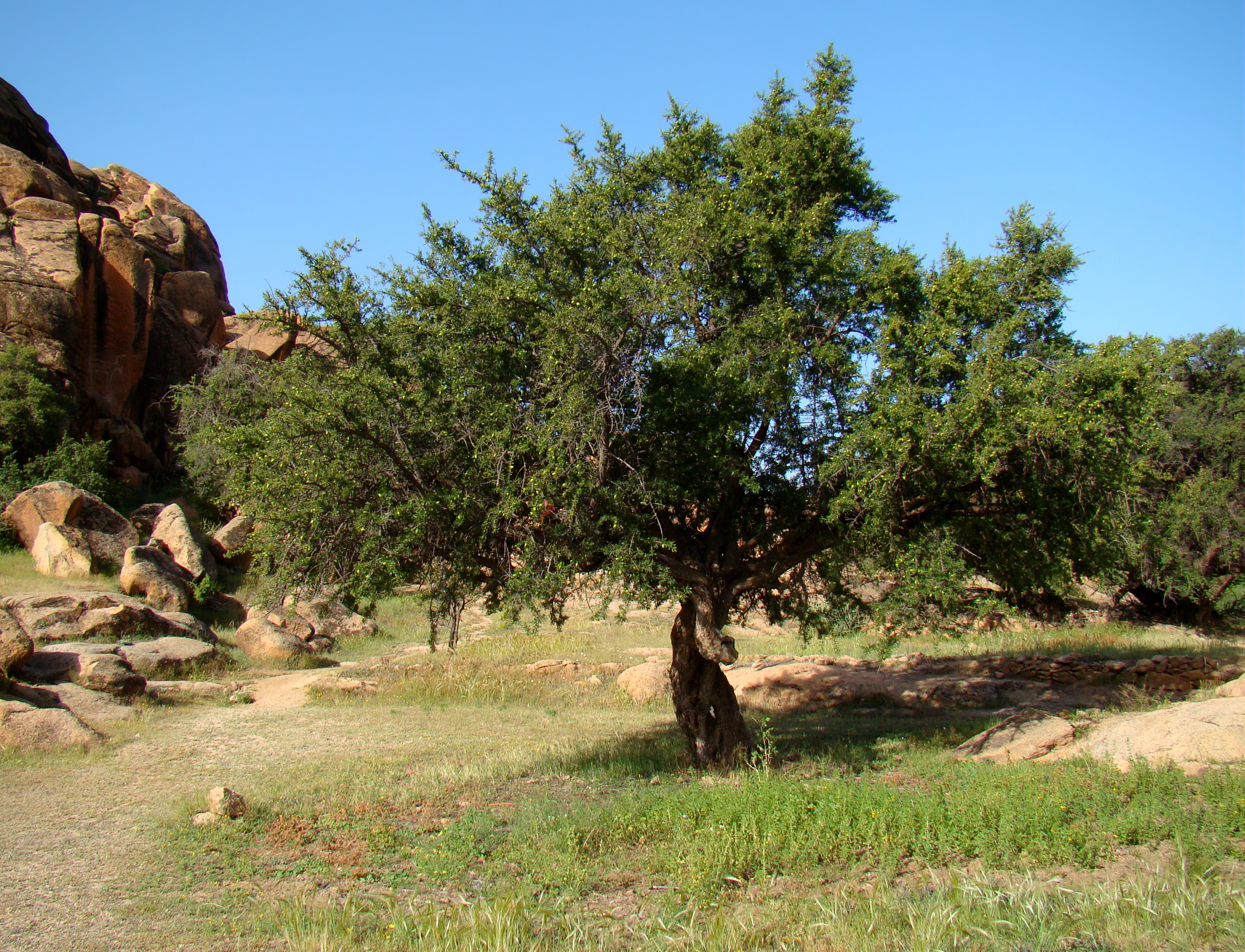 State Tree of the Kingdom of Morocco