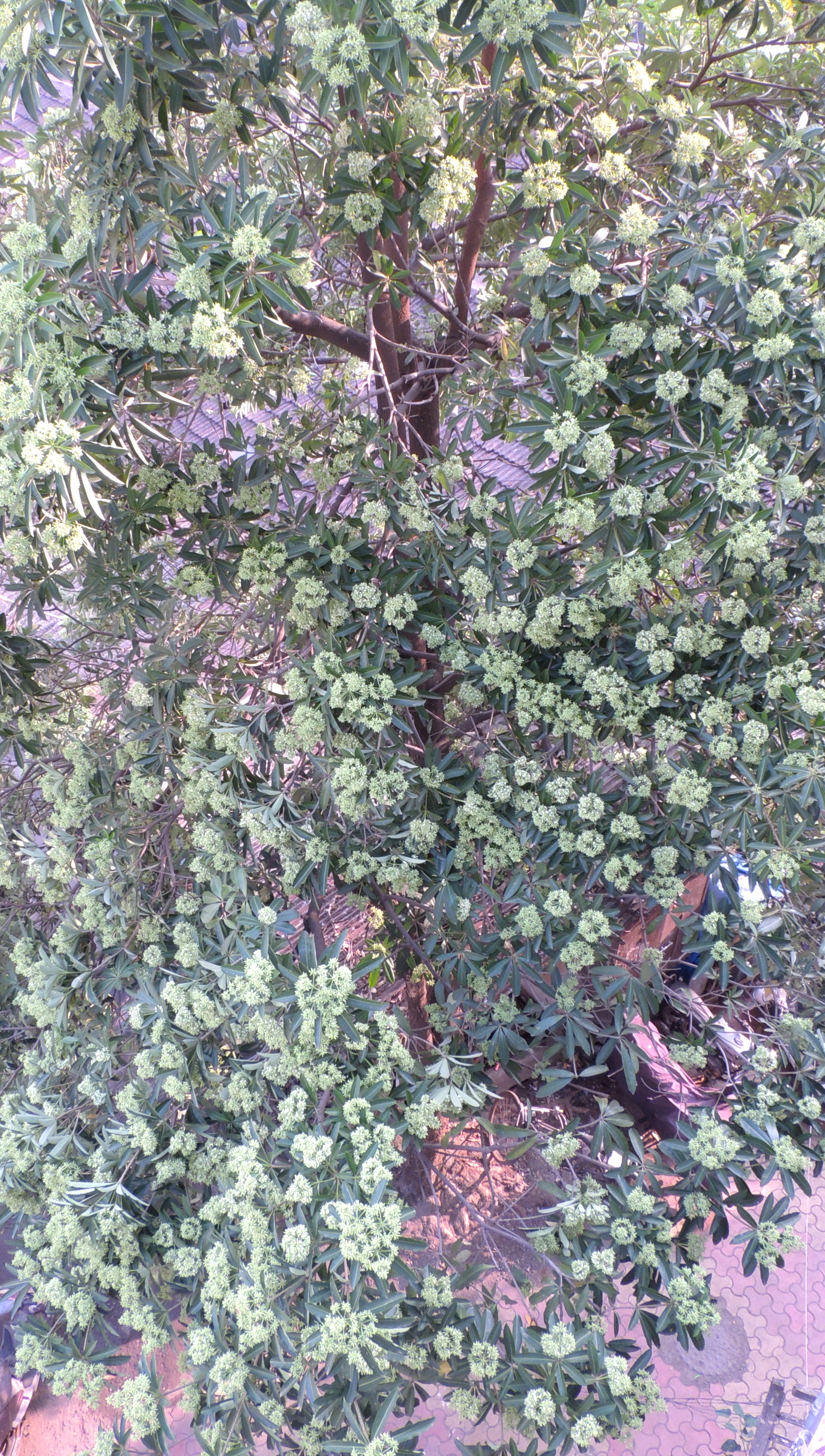 Alstonia scholaris blossom – Mumbai, India