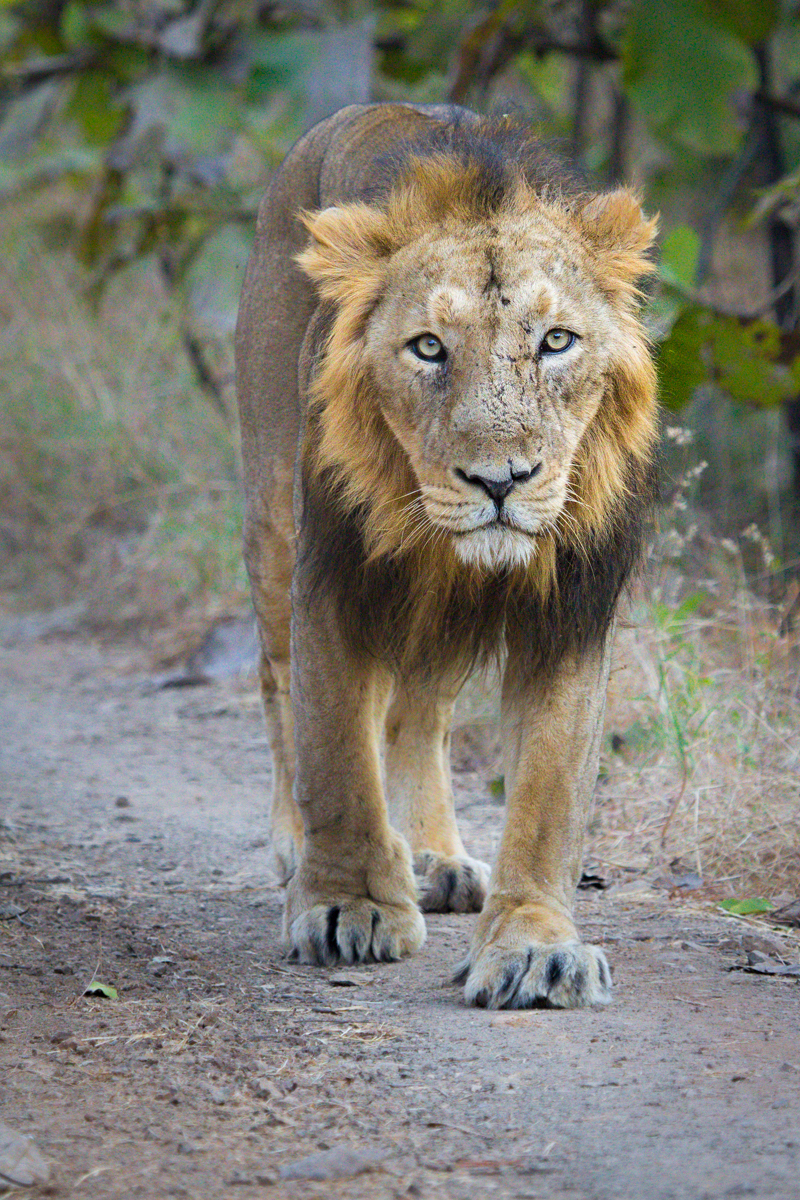 Animal of Gujarati Praant (Hindustan)