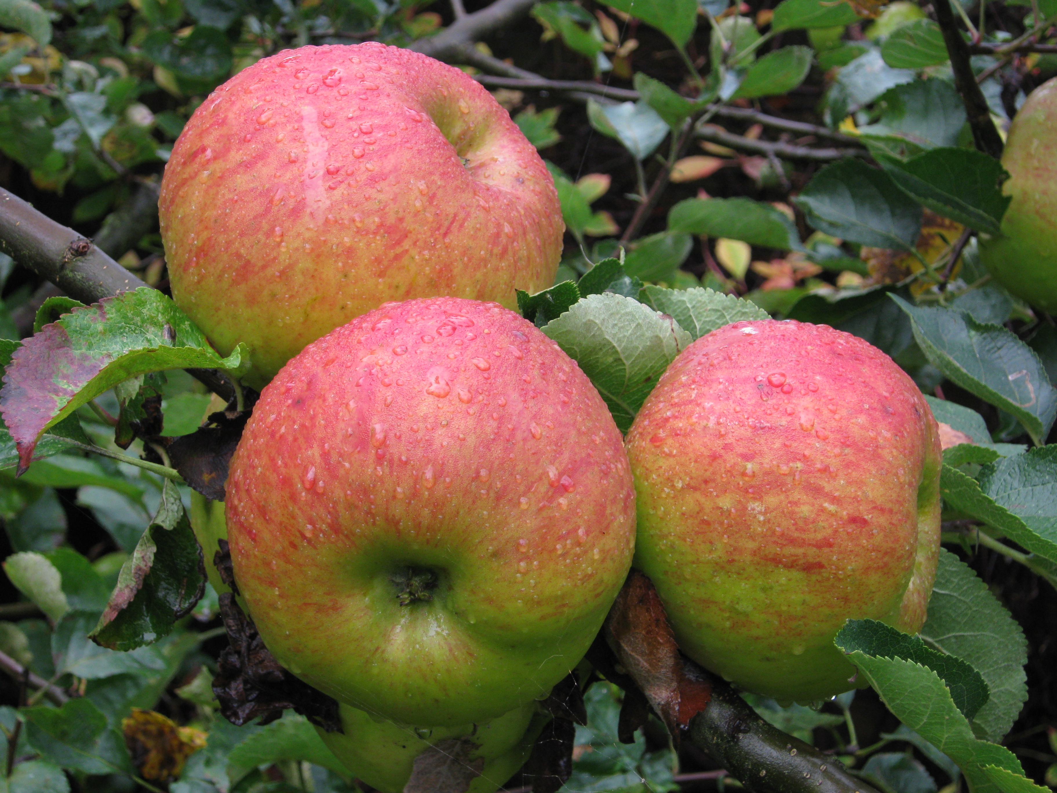 'Bramley'