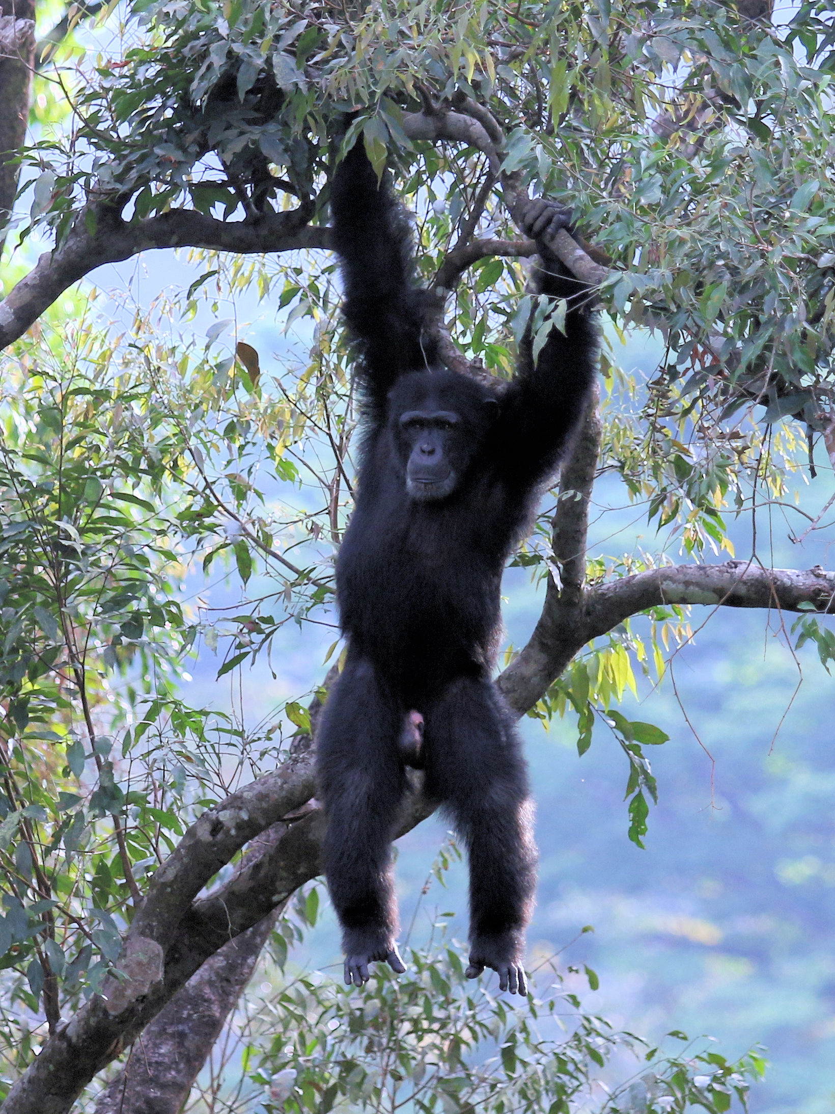 State Animal of Sierra Leone