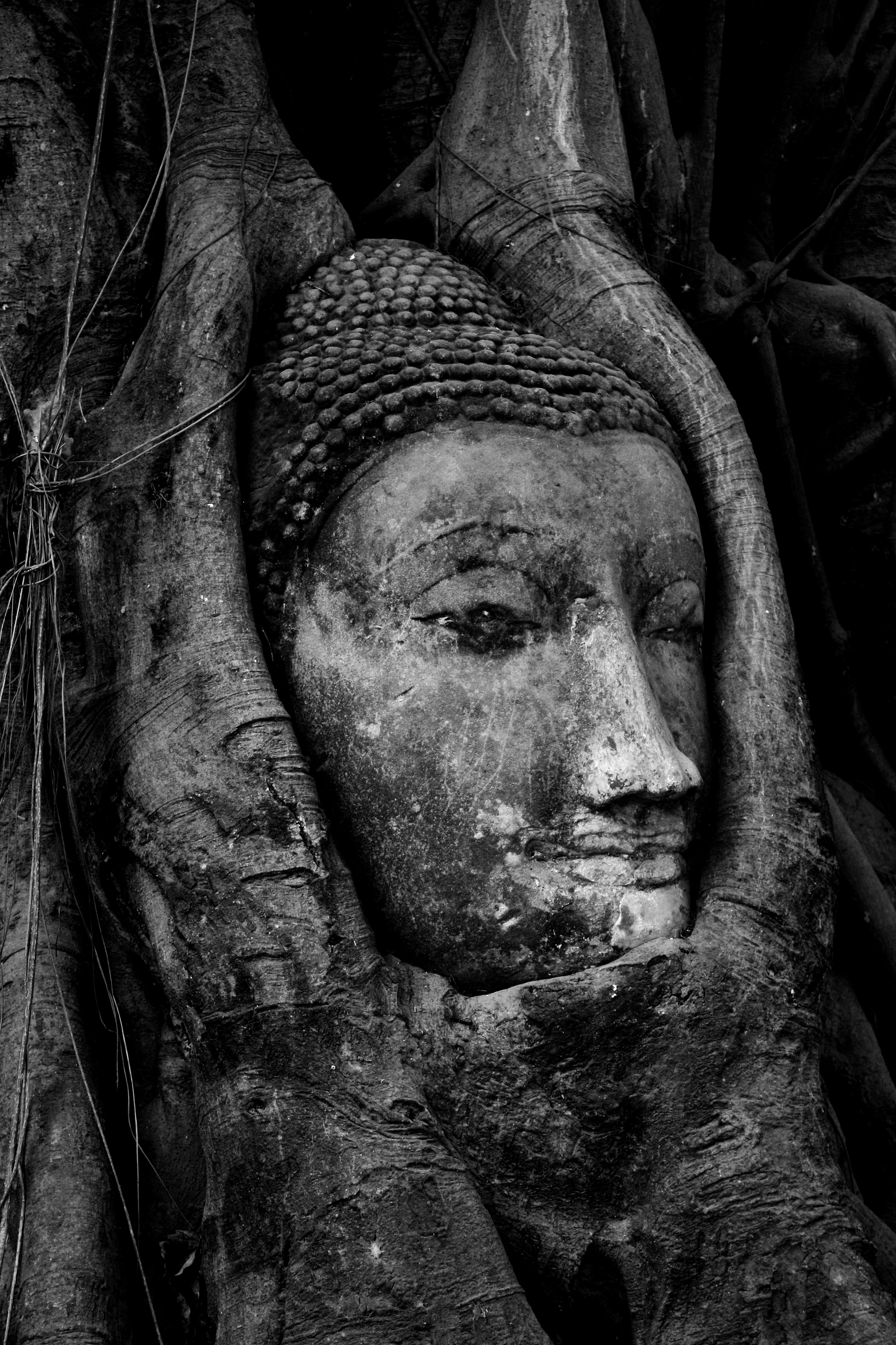 Detached Buddha head encased in fig tree roots