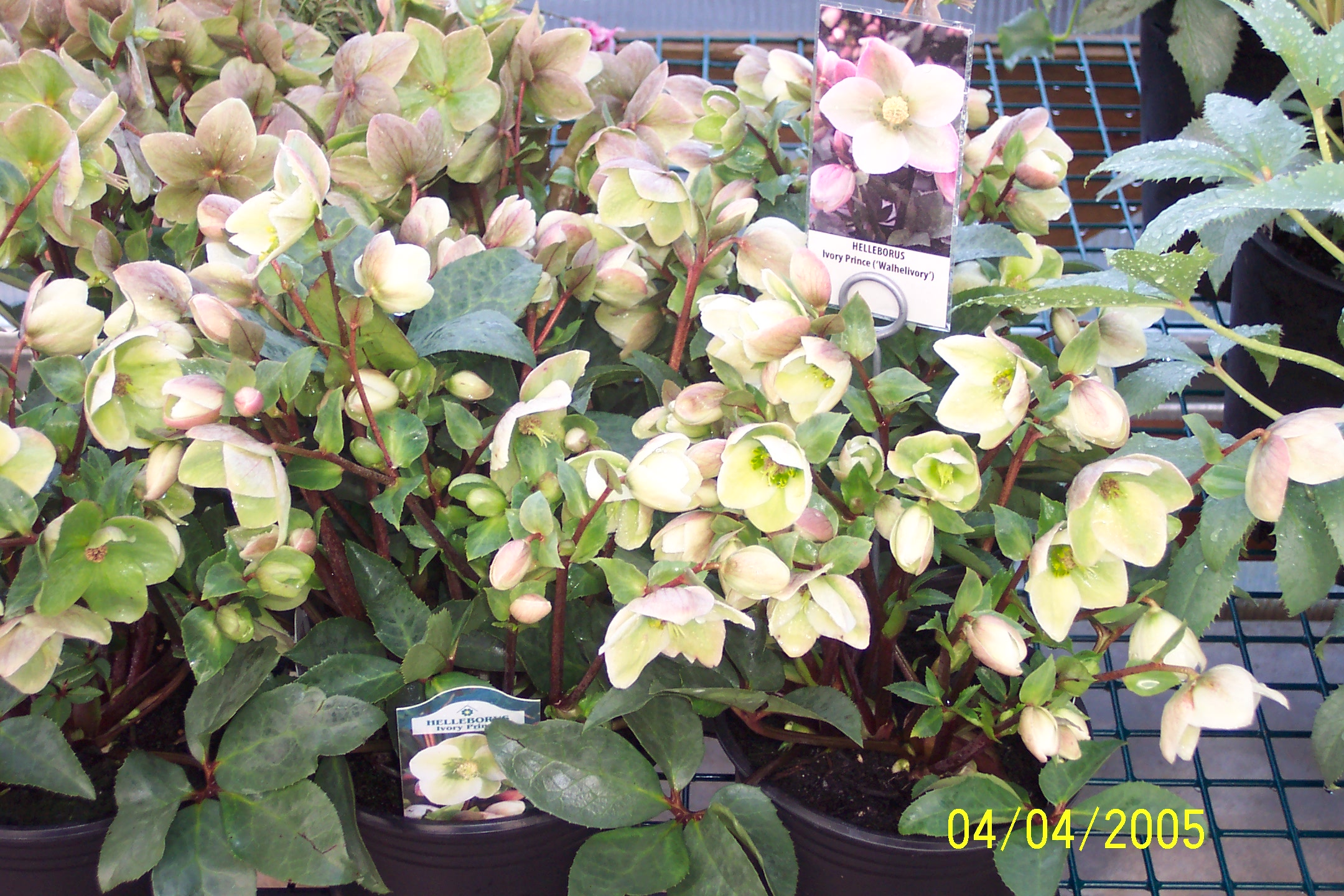 Lenten rose - Helleborus