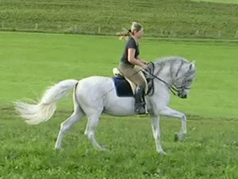 Canter 16–27&nbsp;km/h (9.9–16.8&nbsp;mph)