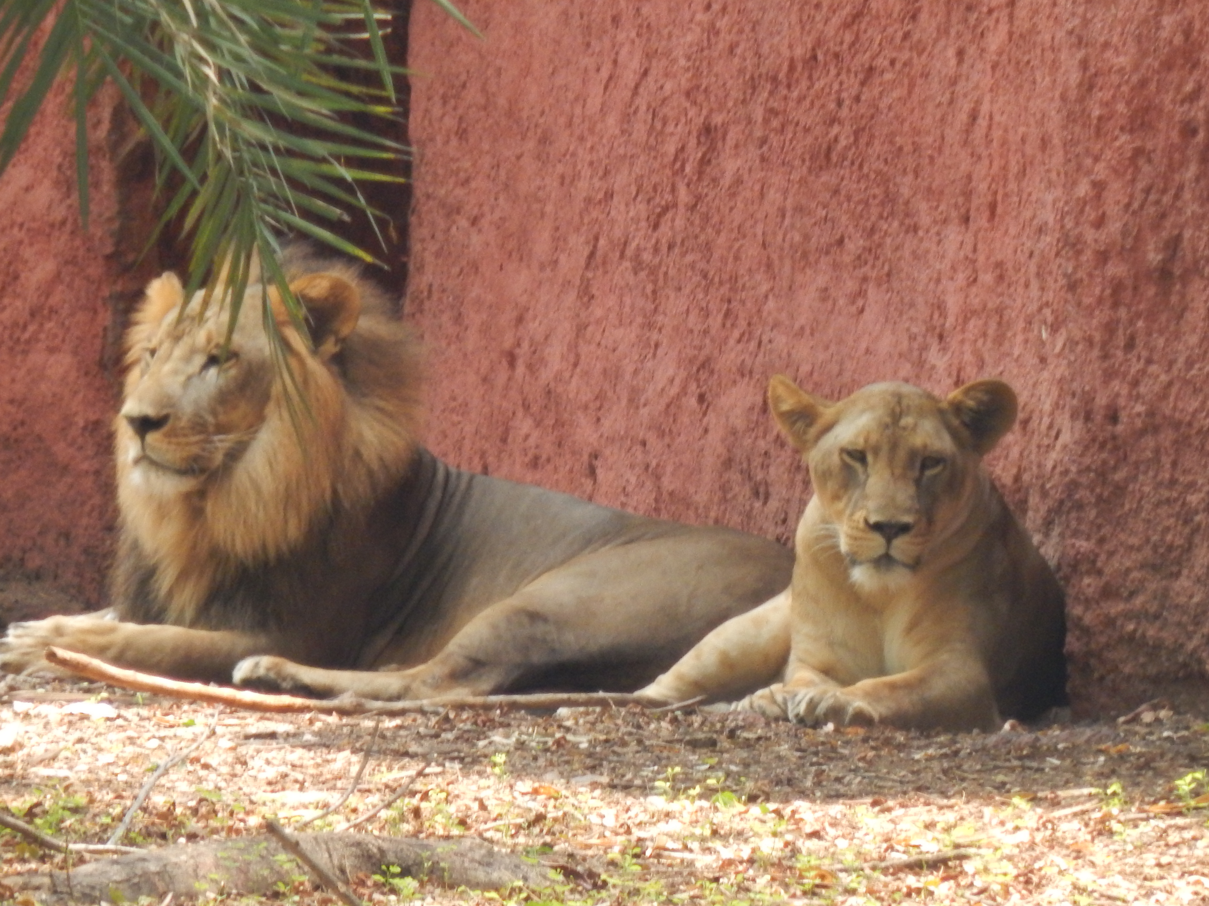 Hyd Zoo - Lion relaxing - Lioness Alert