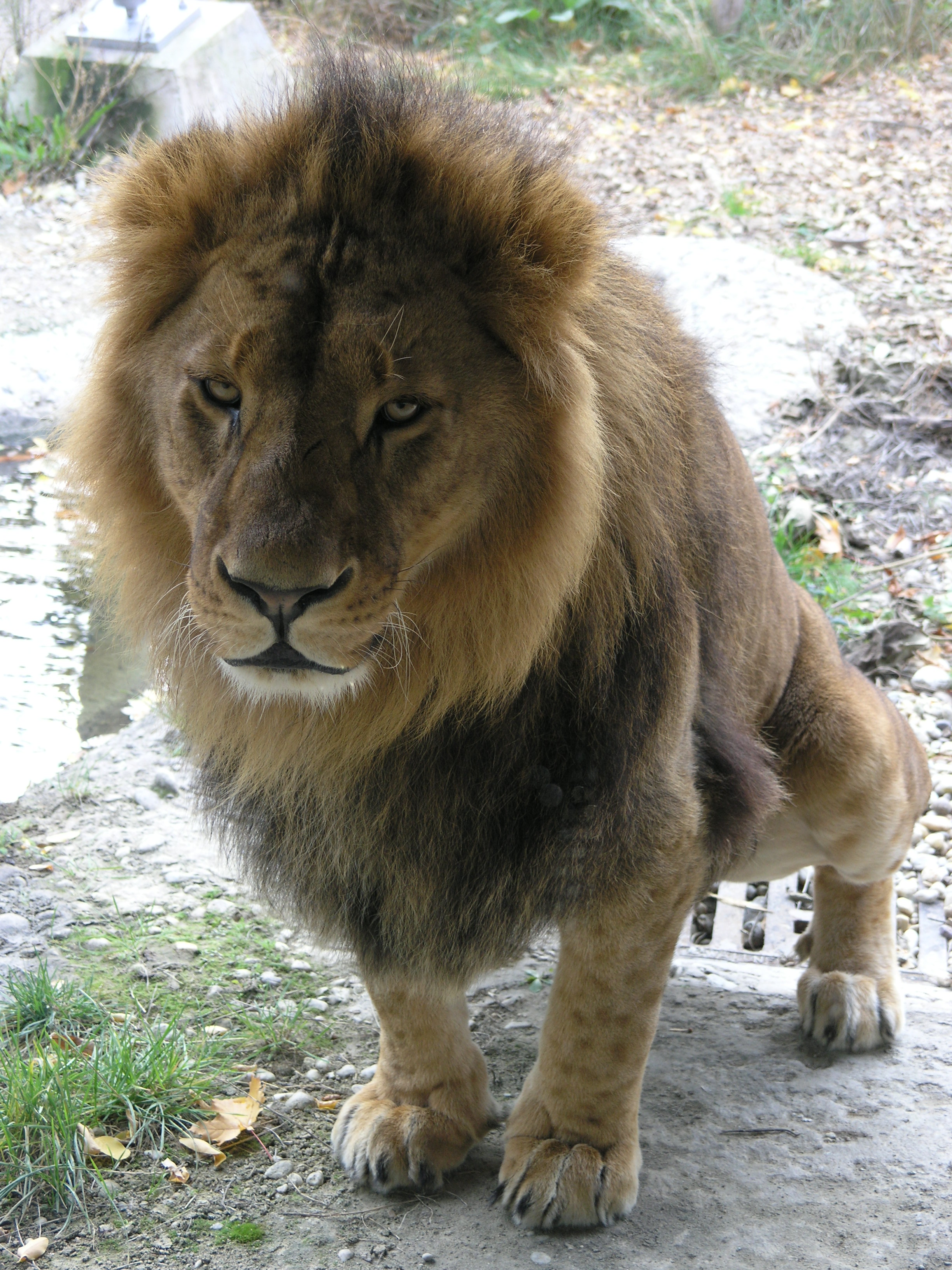 State Animal of the Kingdom of The Netherlands