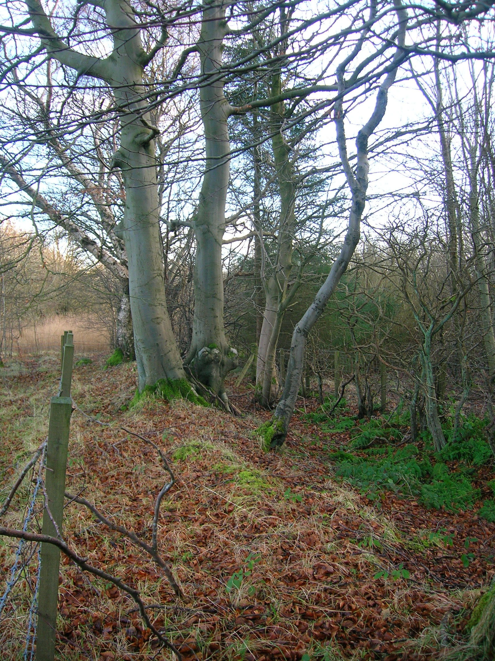 Beech planted on a march dyke (boundary hedge) in Scotland