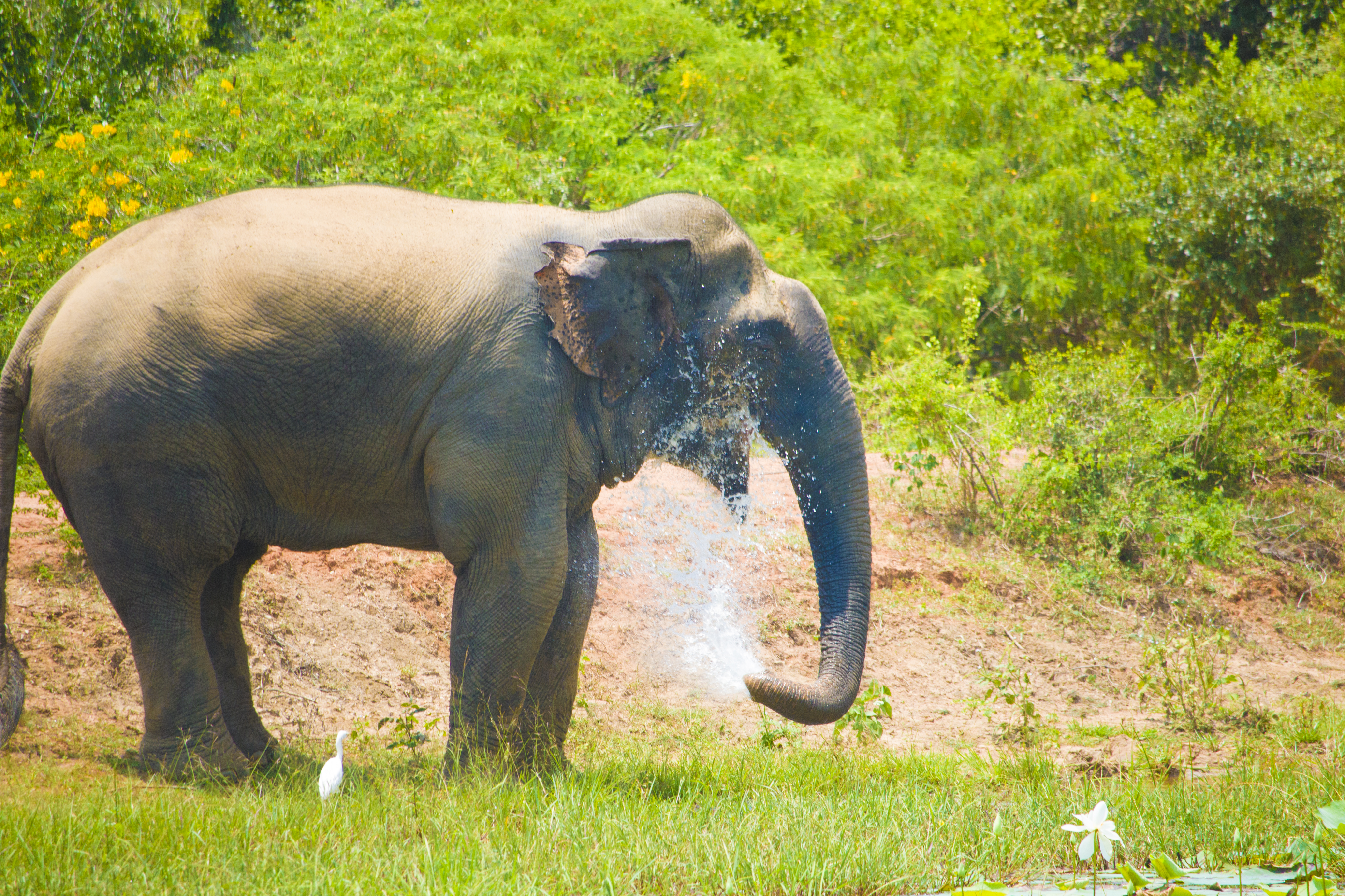 National Animal of Sri Lanka