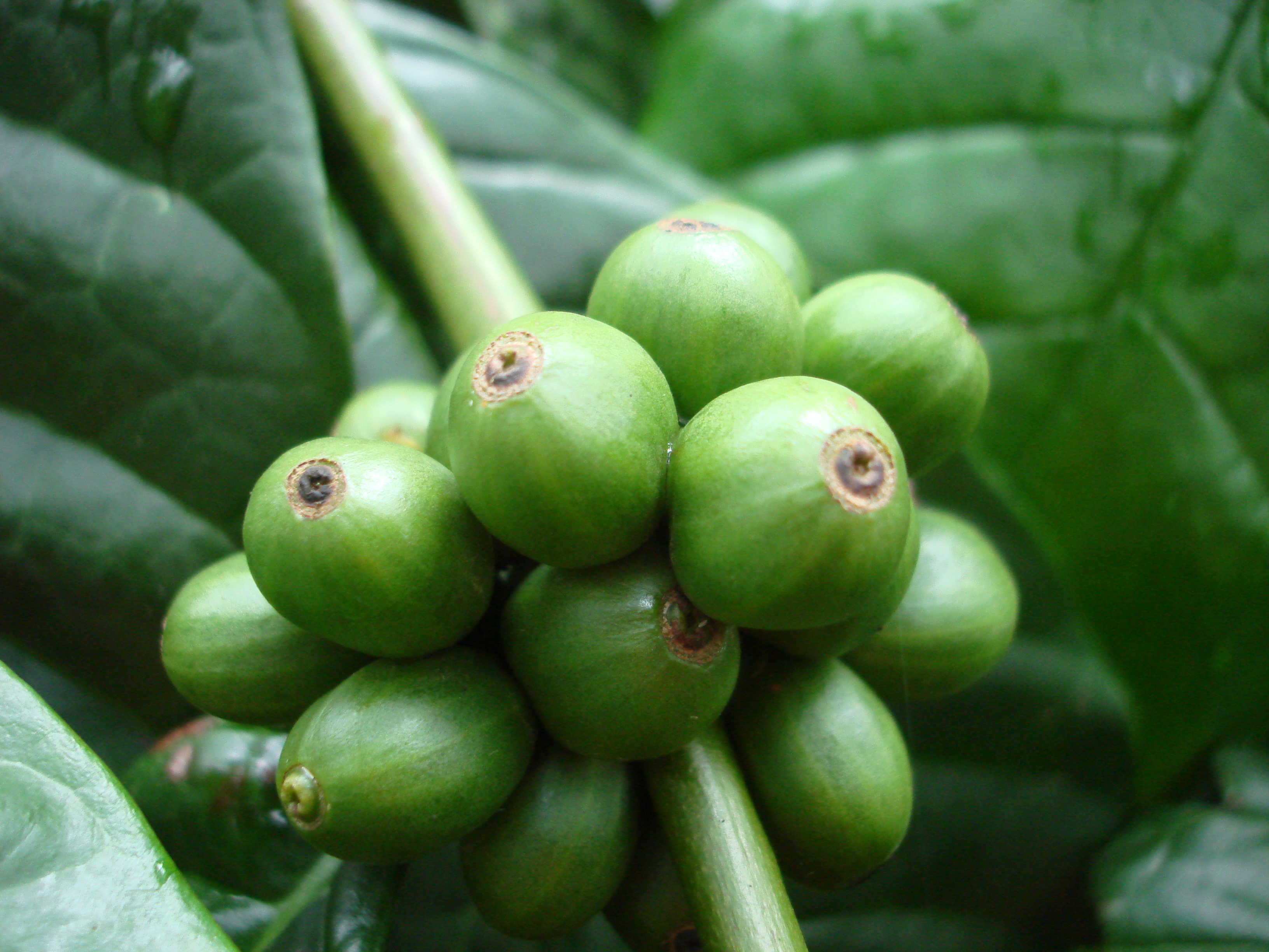 Plant of Rwandan State
