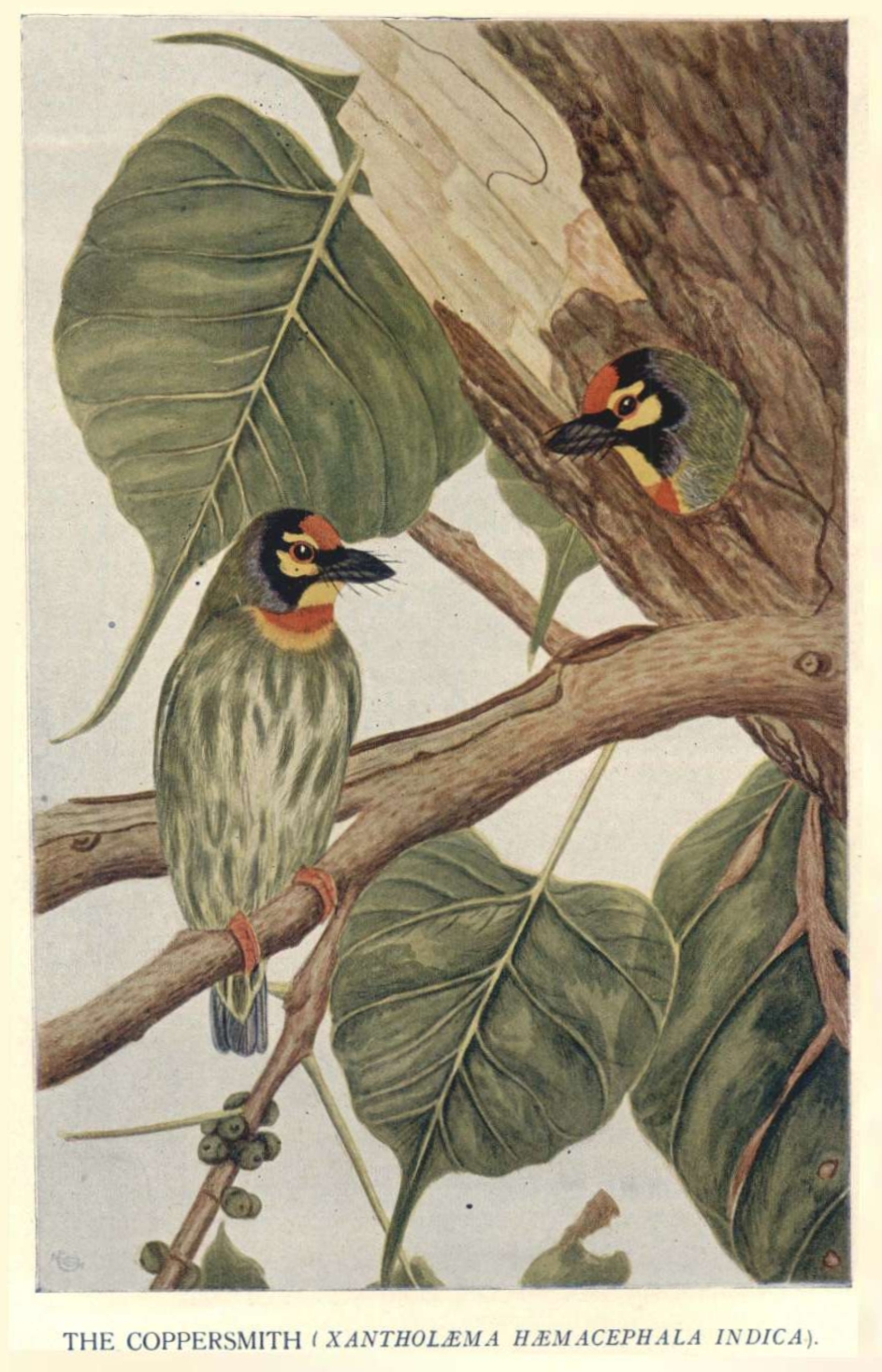 Coppersmith barbet