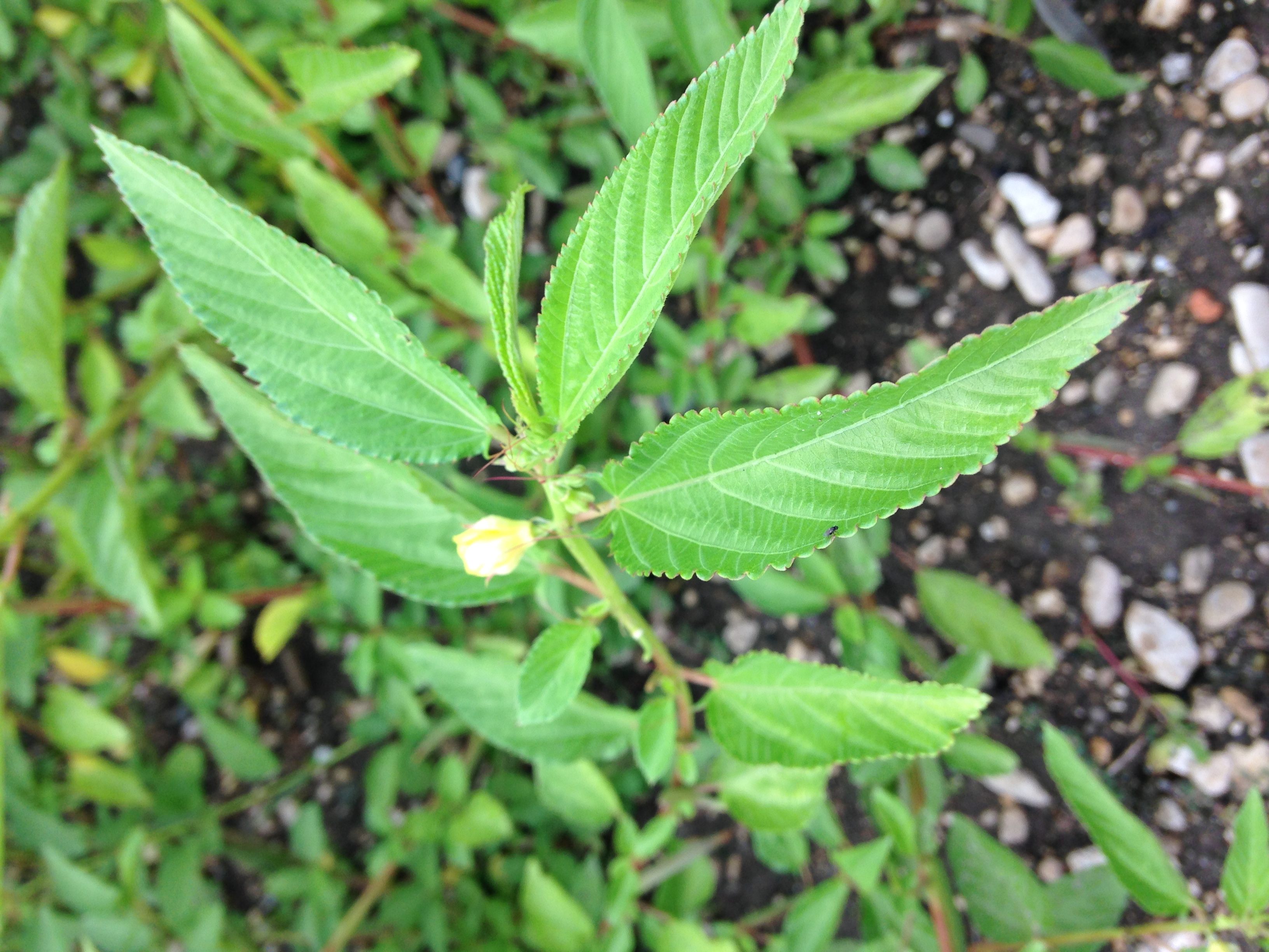 Stem top with leaves, flower buds and open flower