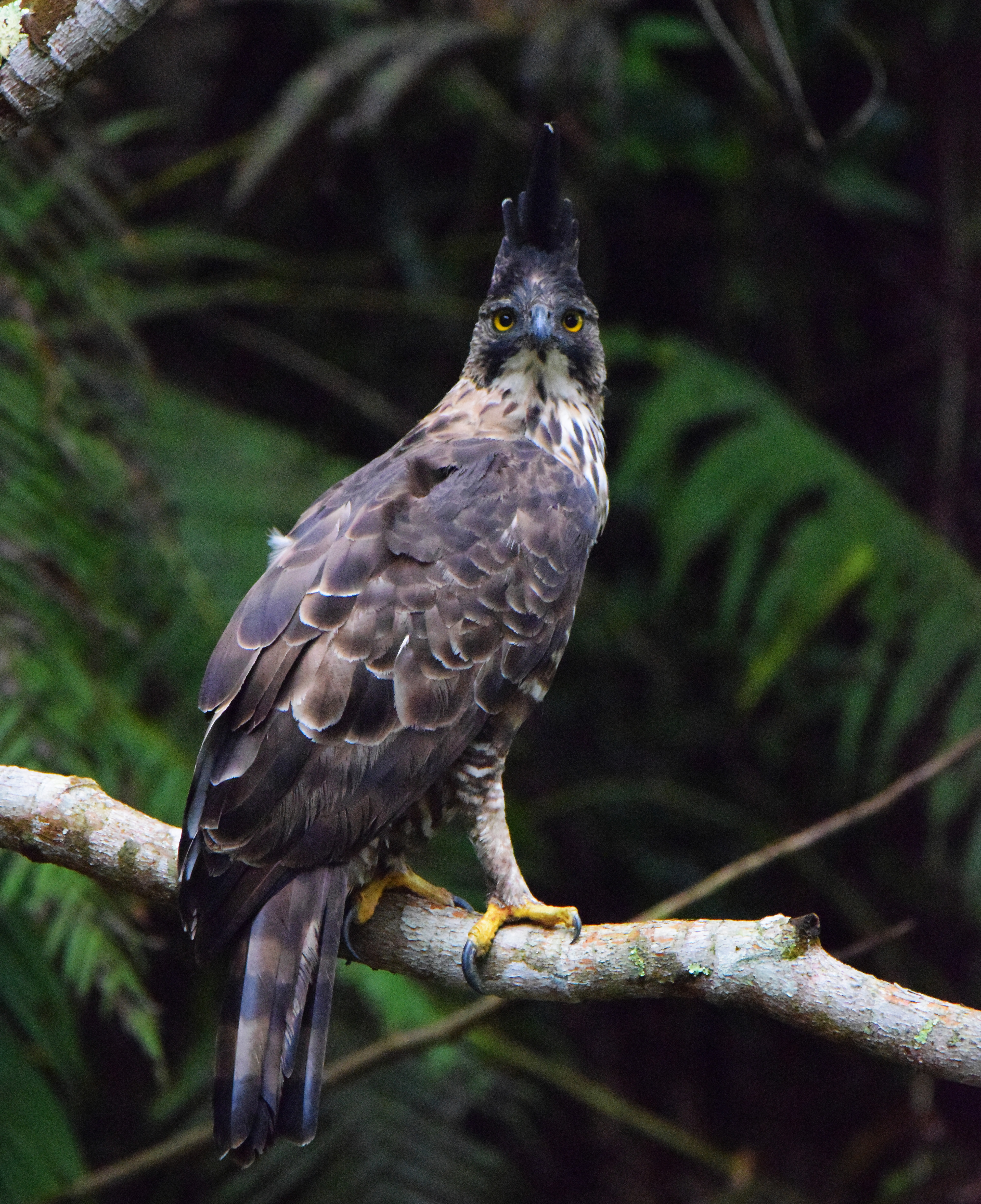 State Bird of Indonesia