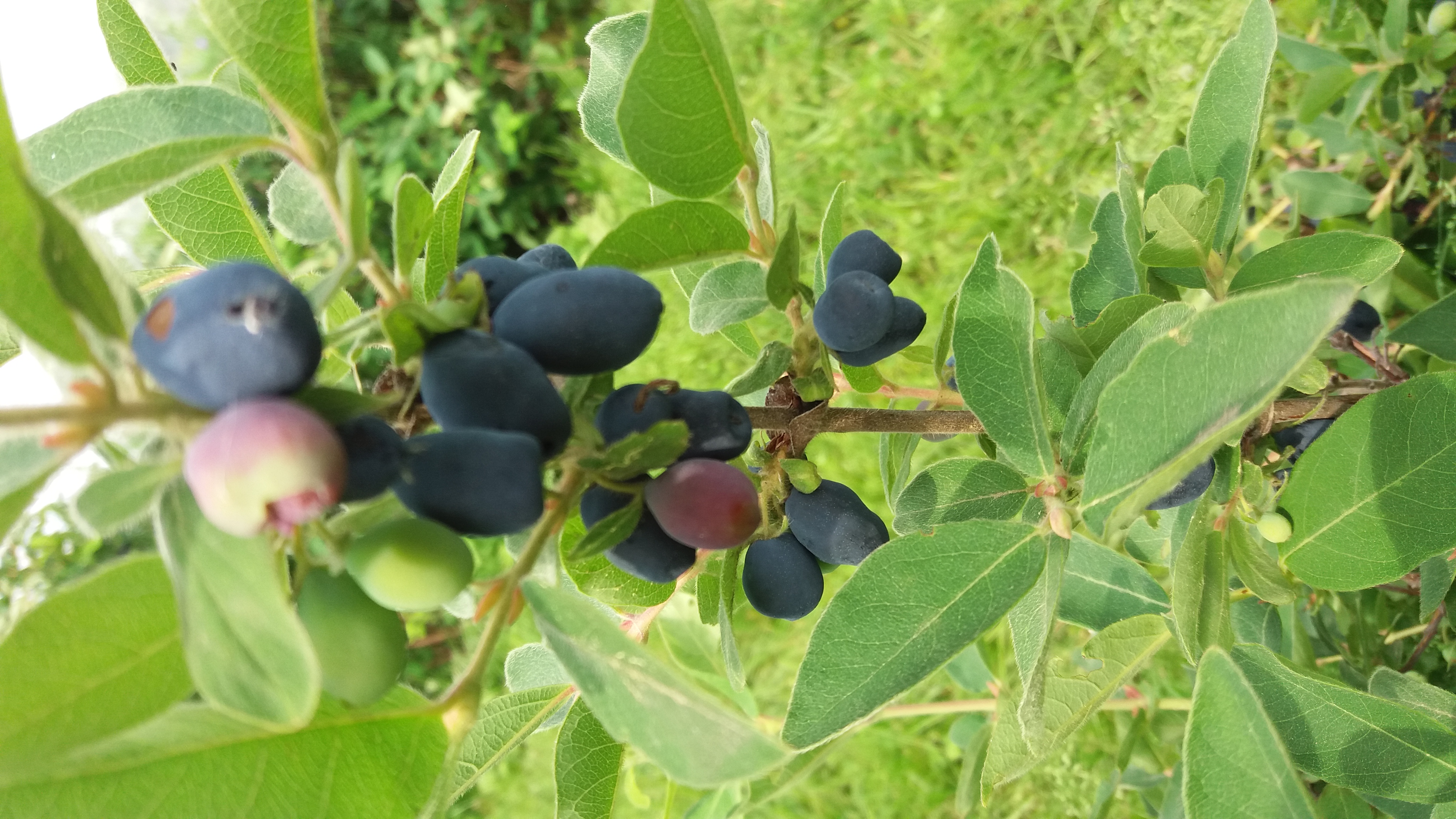 Fruit of Russian State