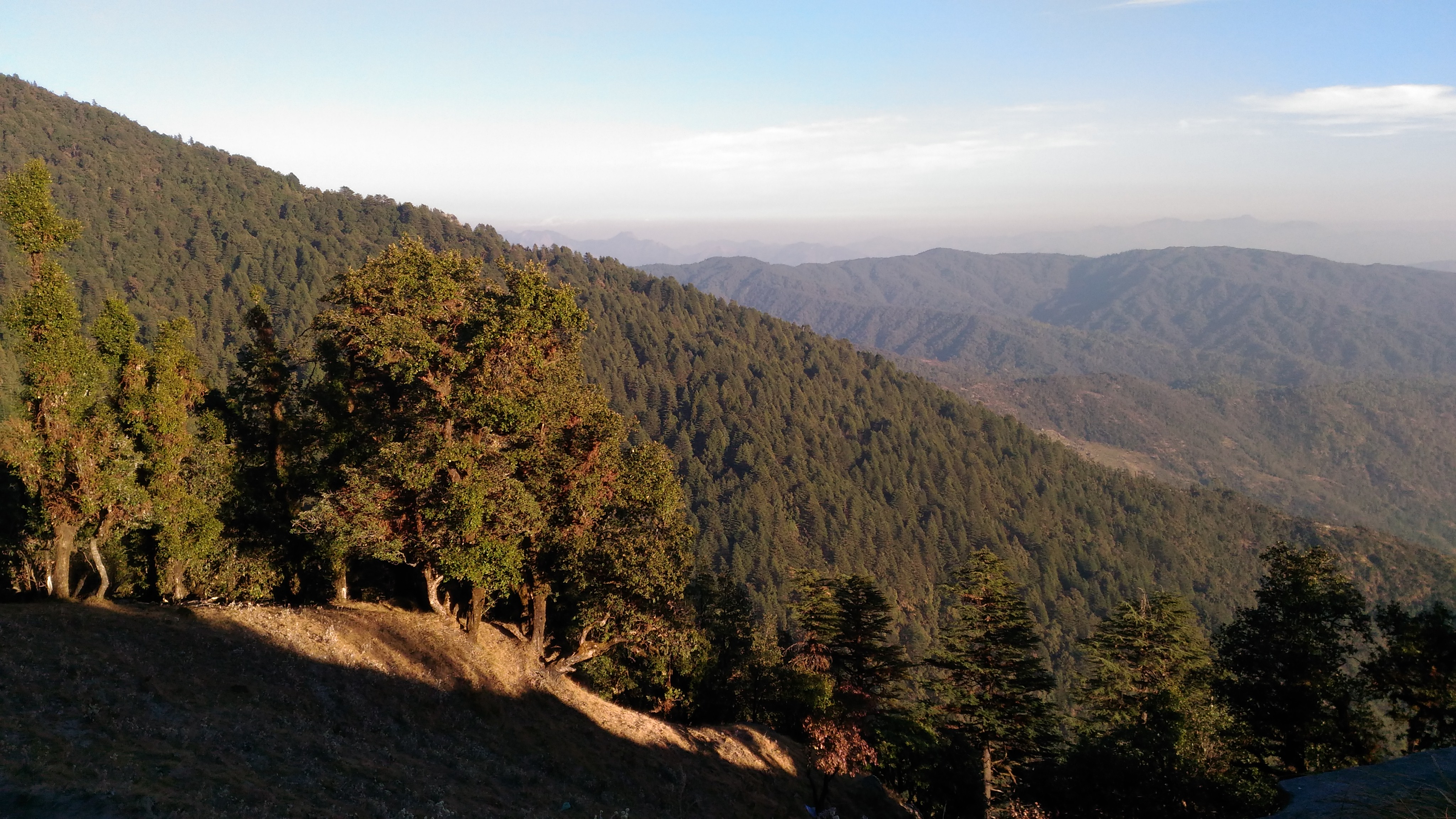 Deodar Forest saw while approaching Binsar Valley