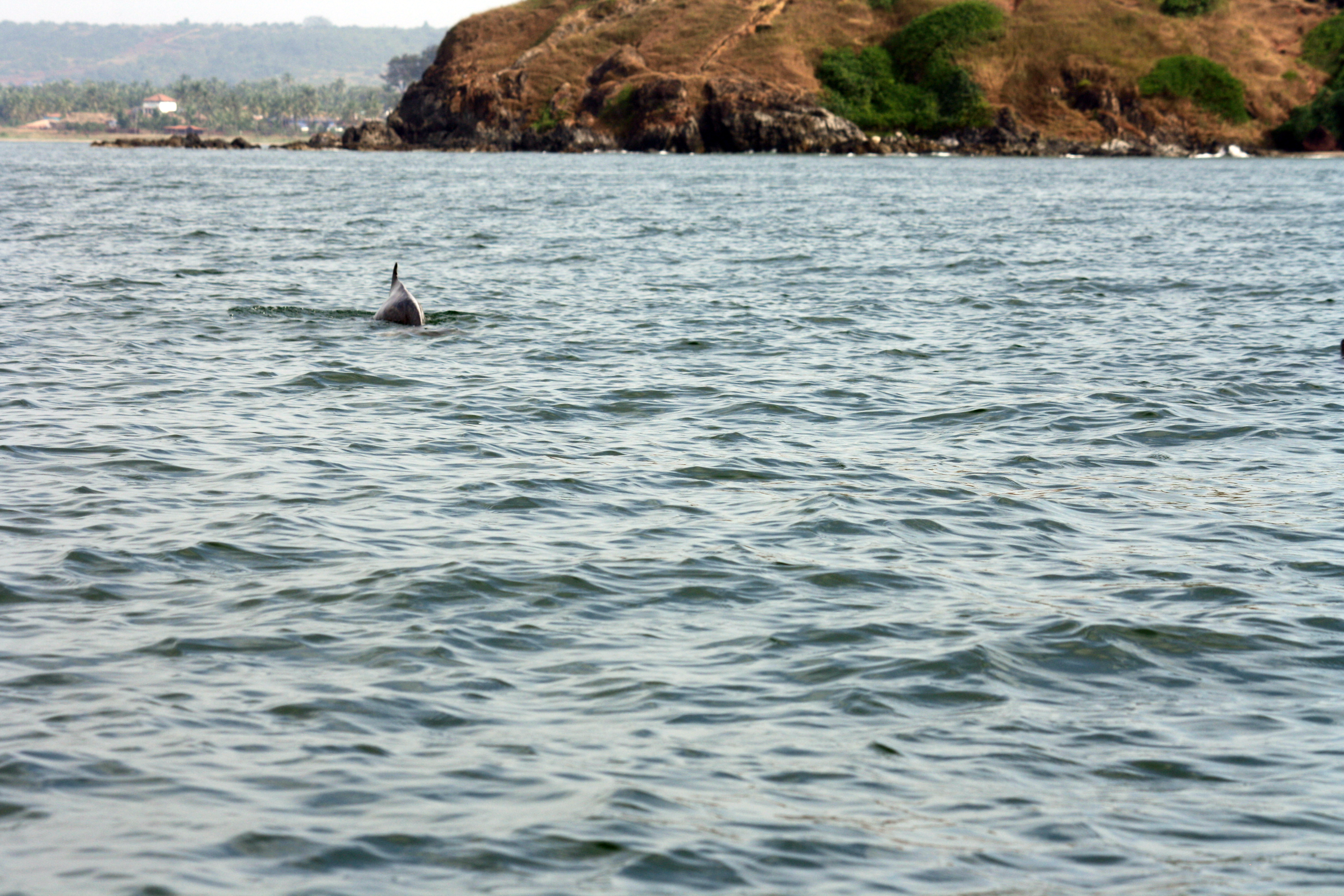 Dolphins can be located at around 1–2&nbsp;km from the shoreline