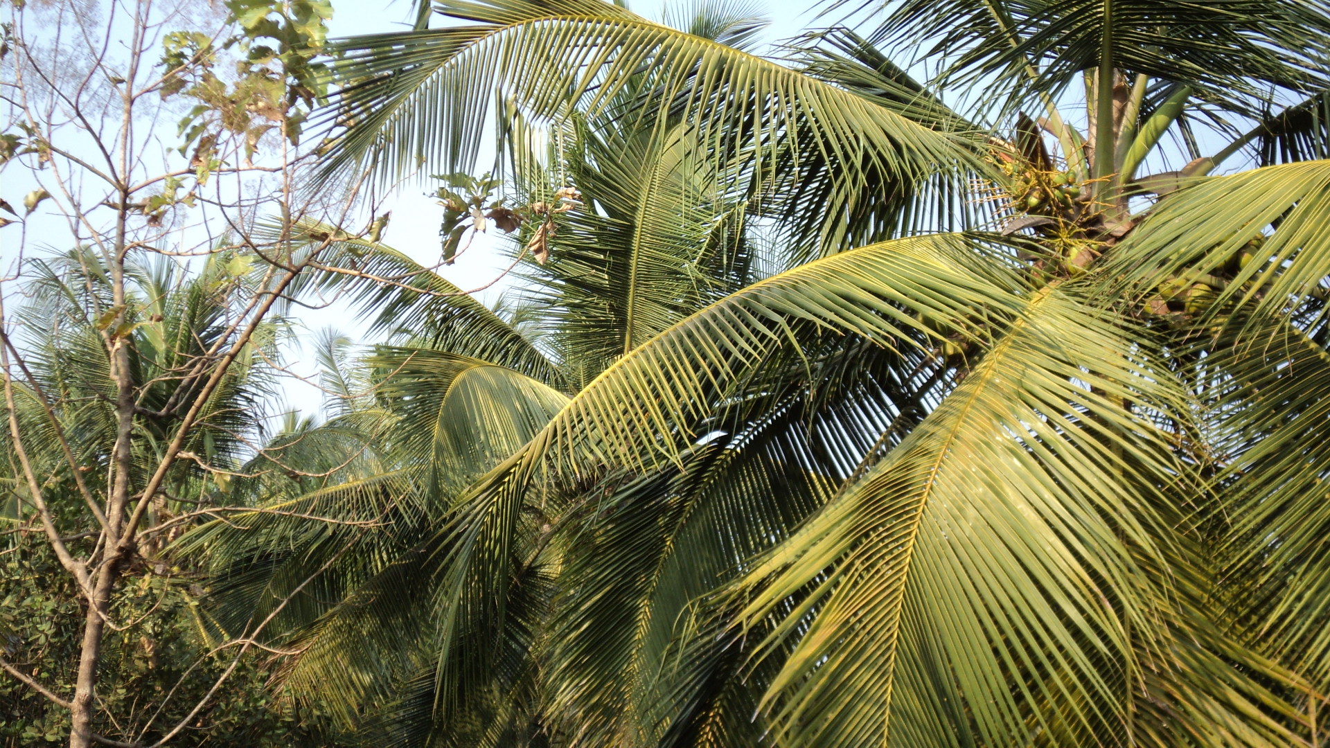 Kalpakanchery