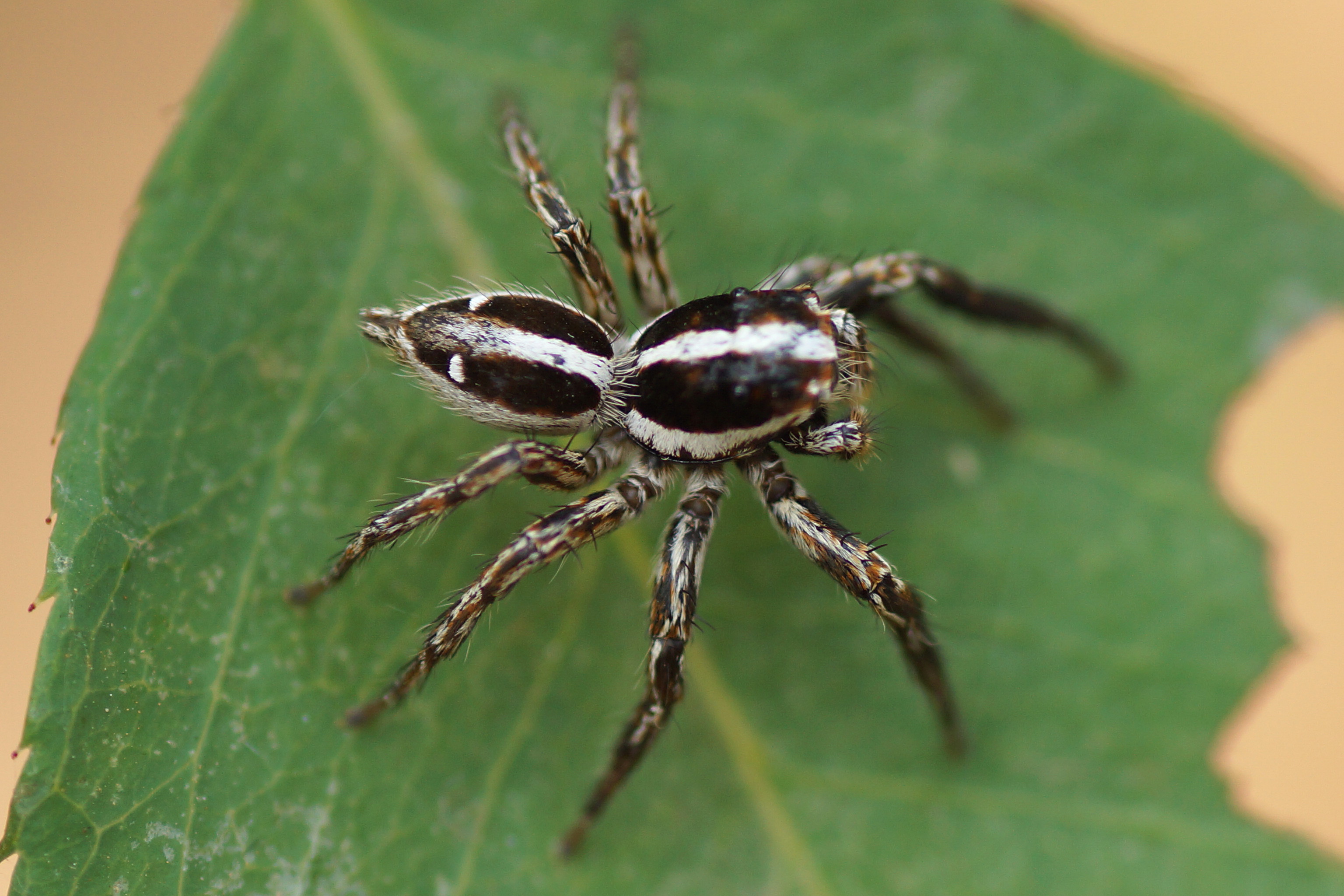 Thumbnail for version as of 23:20, 4 May 2013