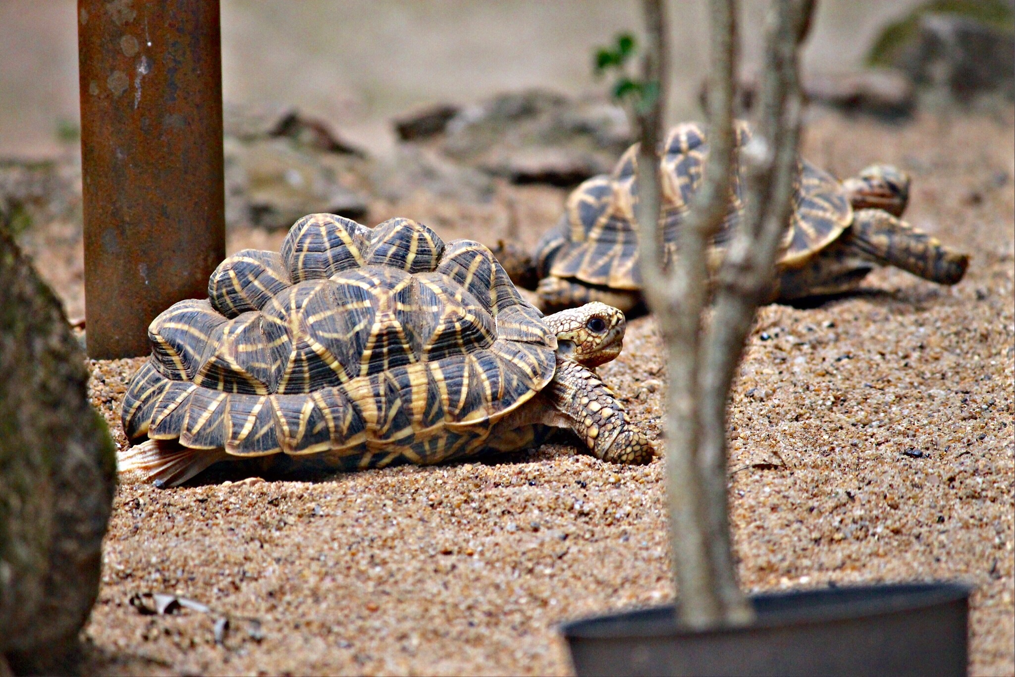 Tortoise