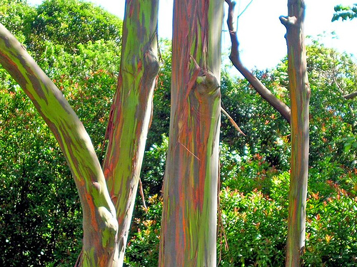 Coloured bark of E. deglupta native to Southeast Asia