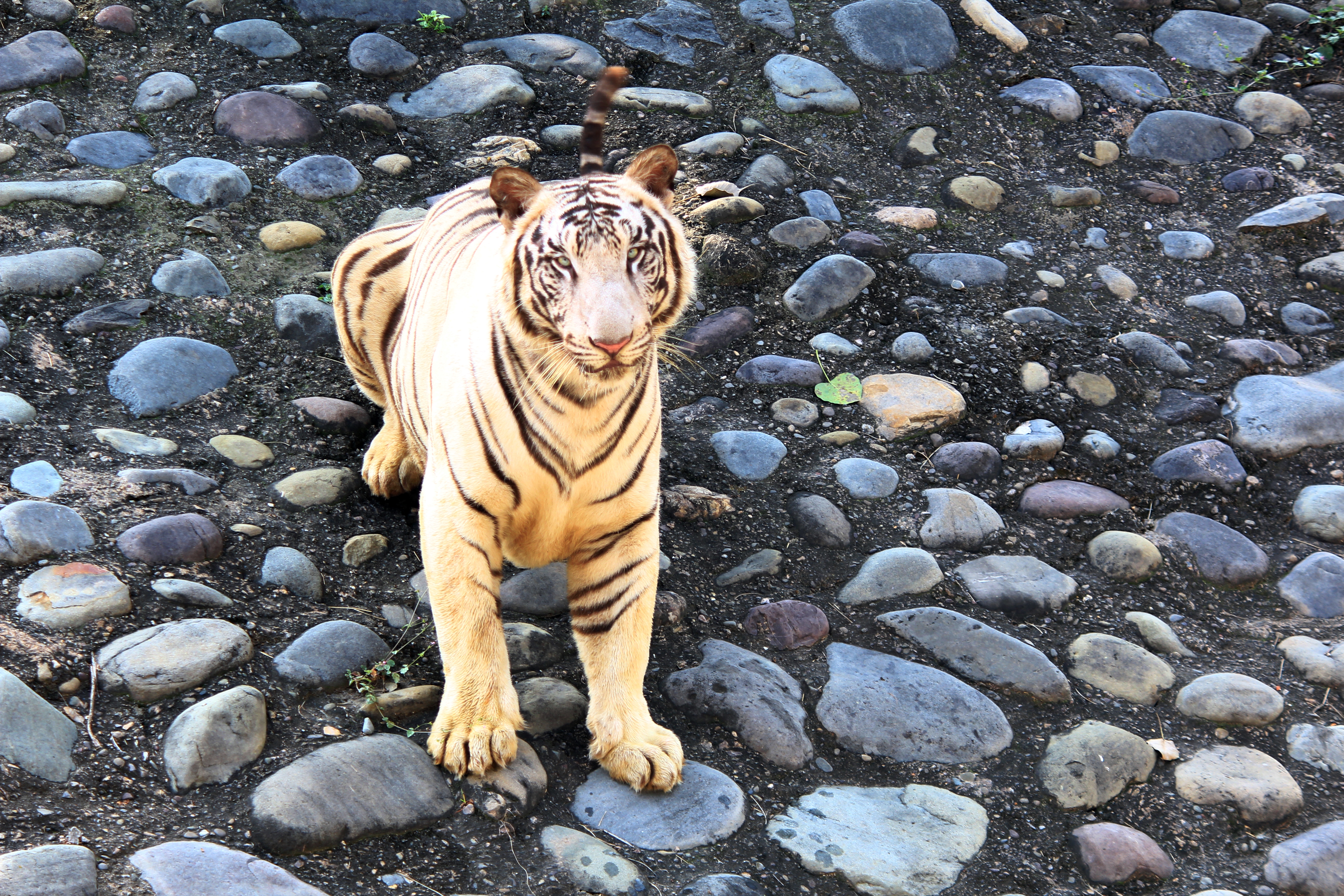 A white Bengal tiger at Chhatbir Zoo, Zirakpur