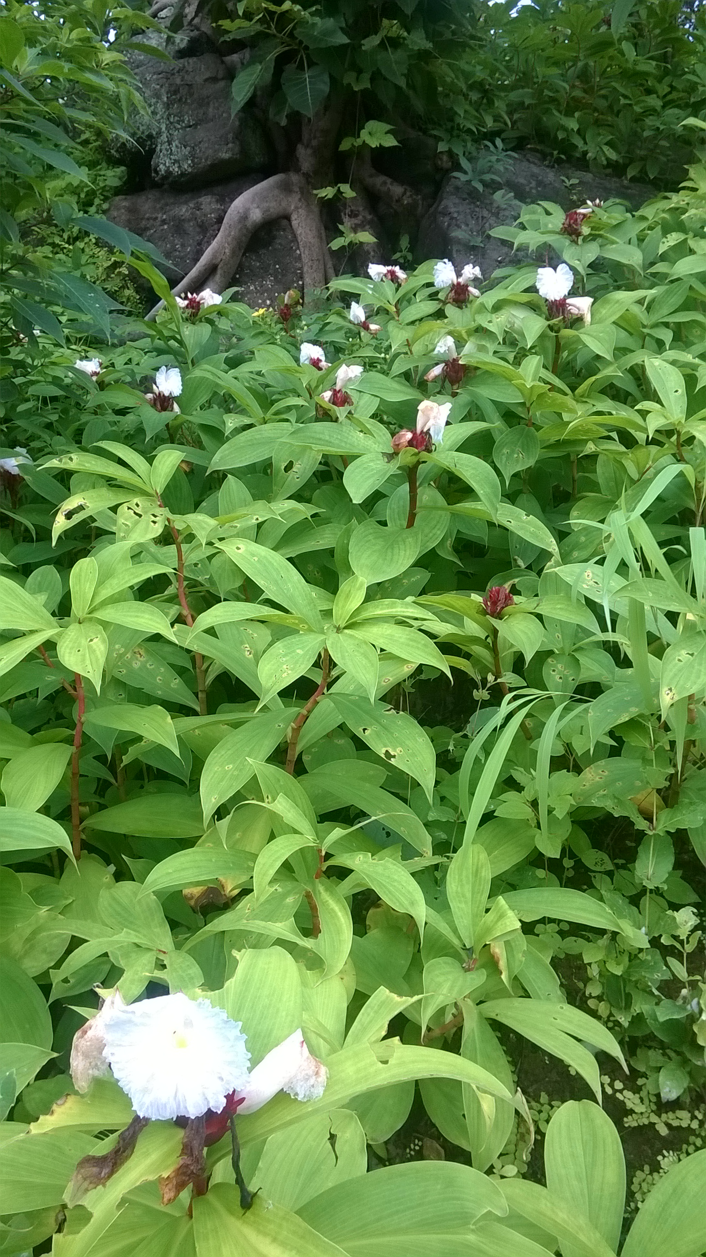 Wild flowers on the fort