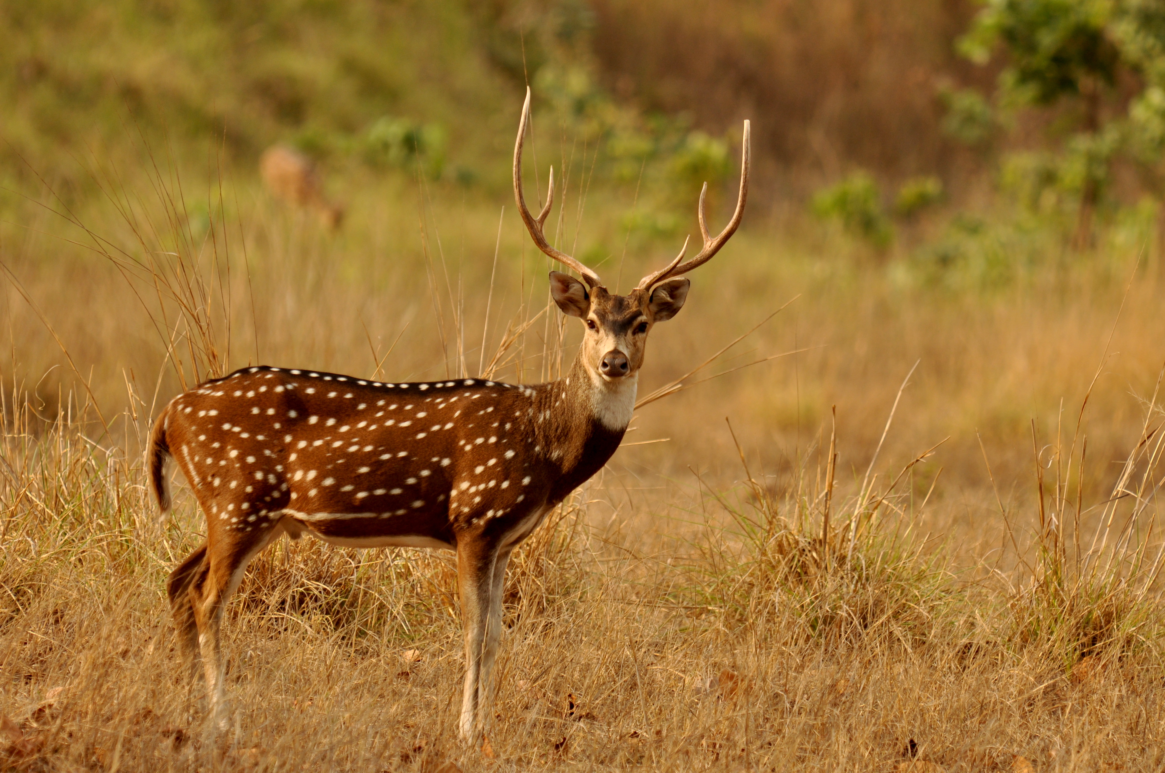 A chital stag 1.JPG