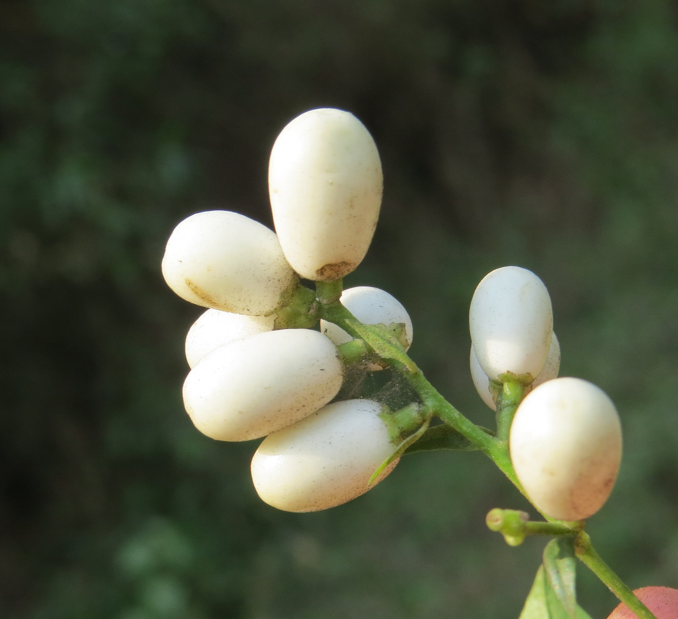 Cestrum nocturnum fruit