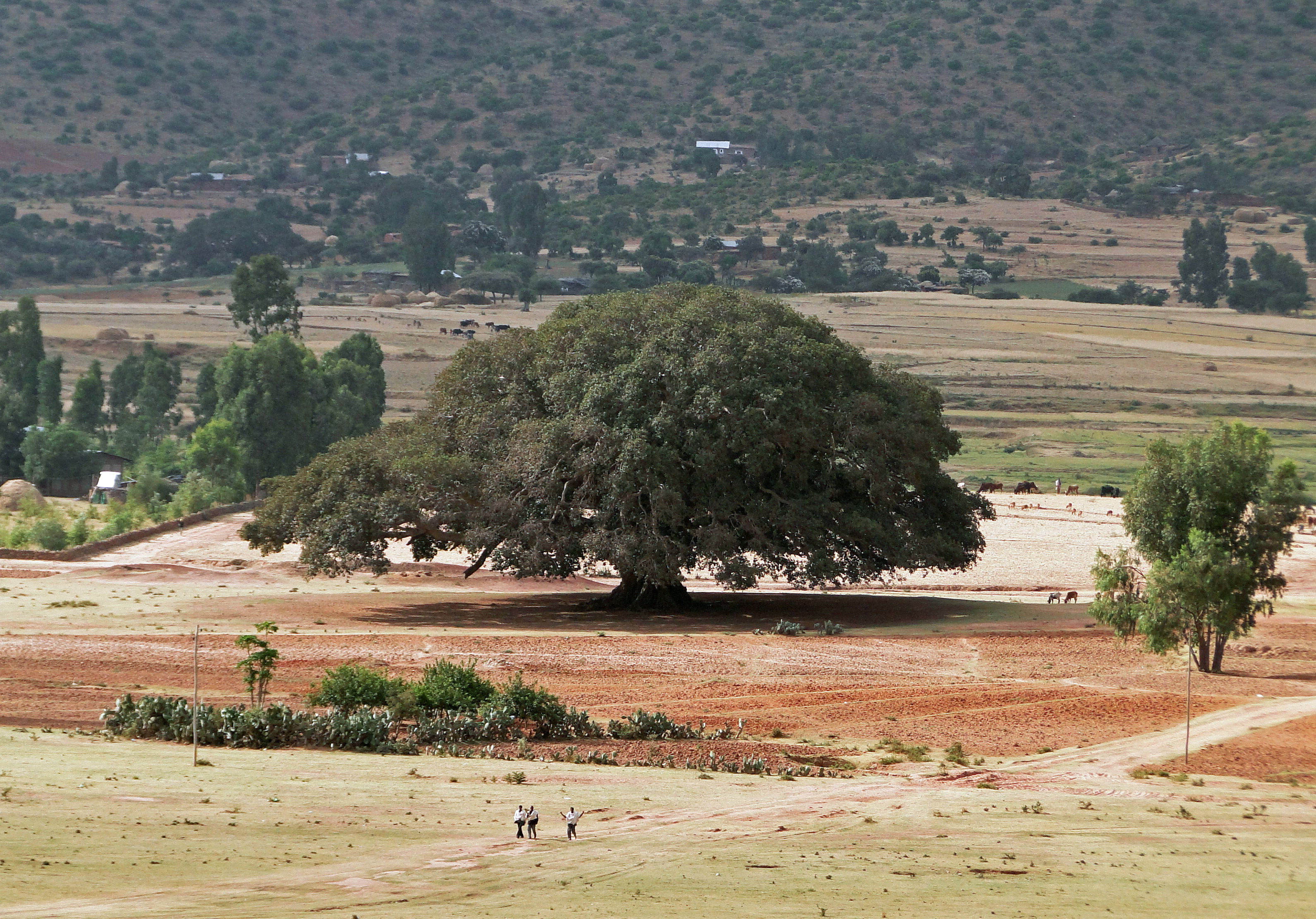 State Tree of Eritrea